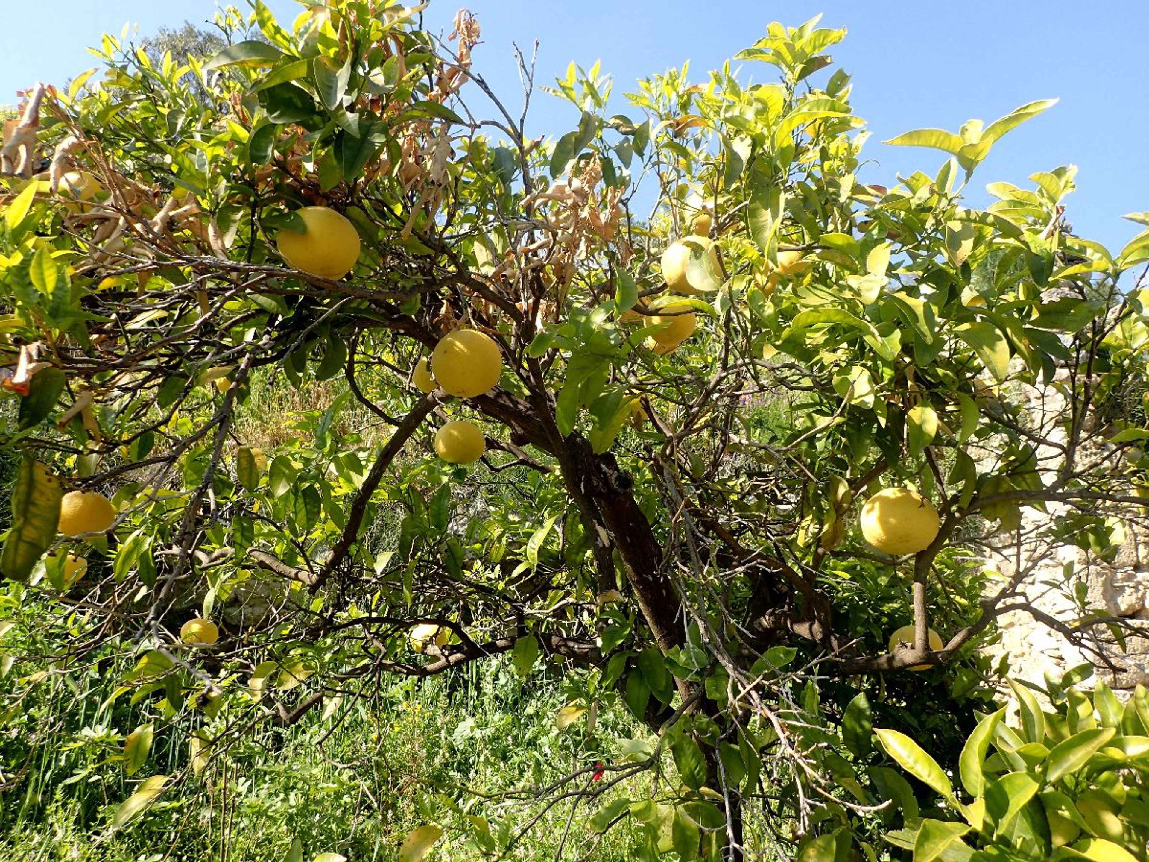 Citrus limon - 44