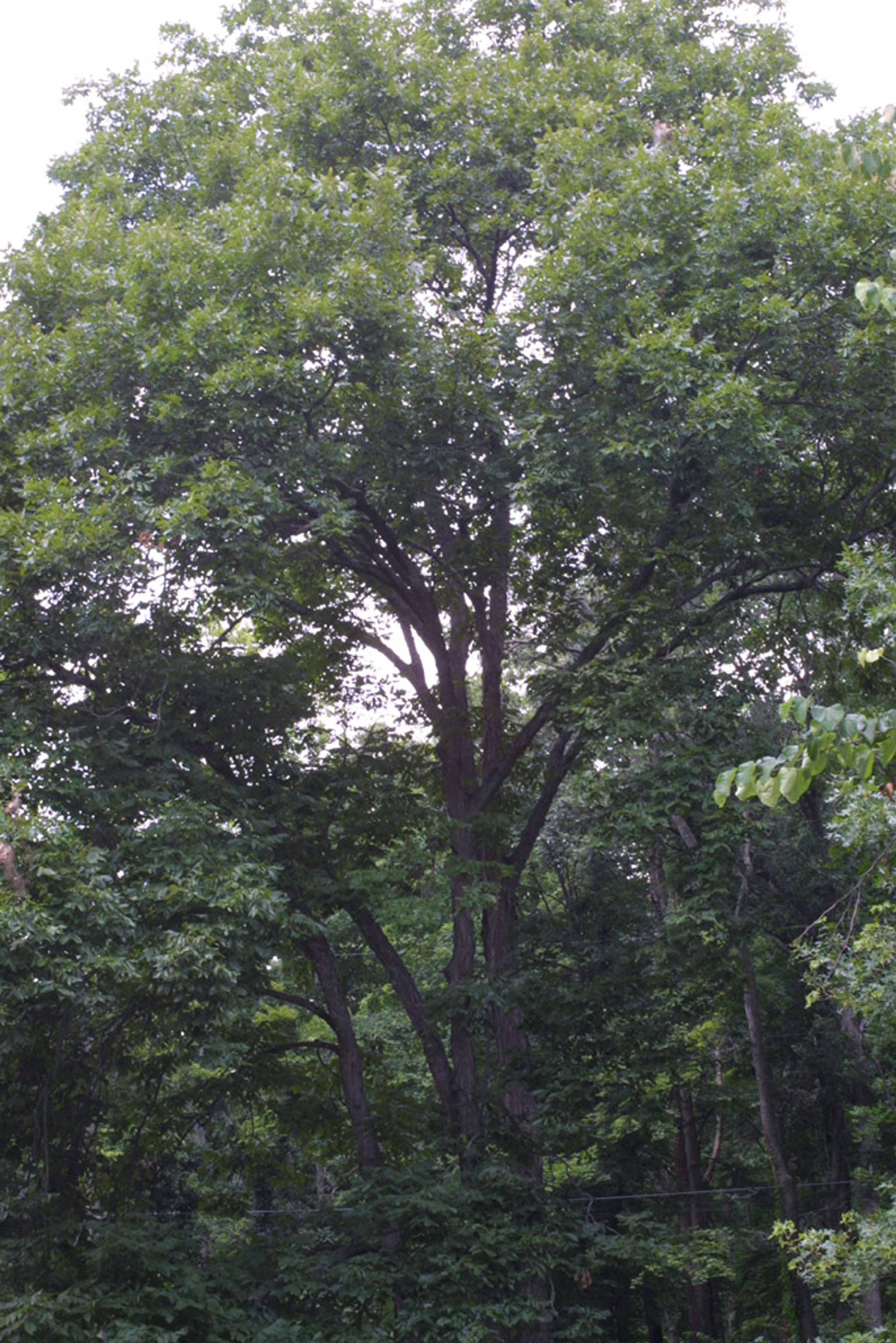 Carya laciniosa - 126