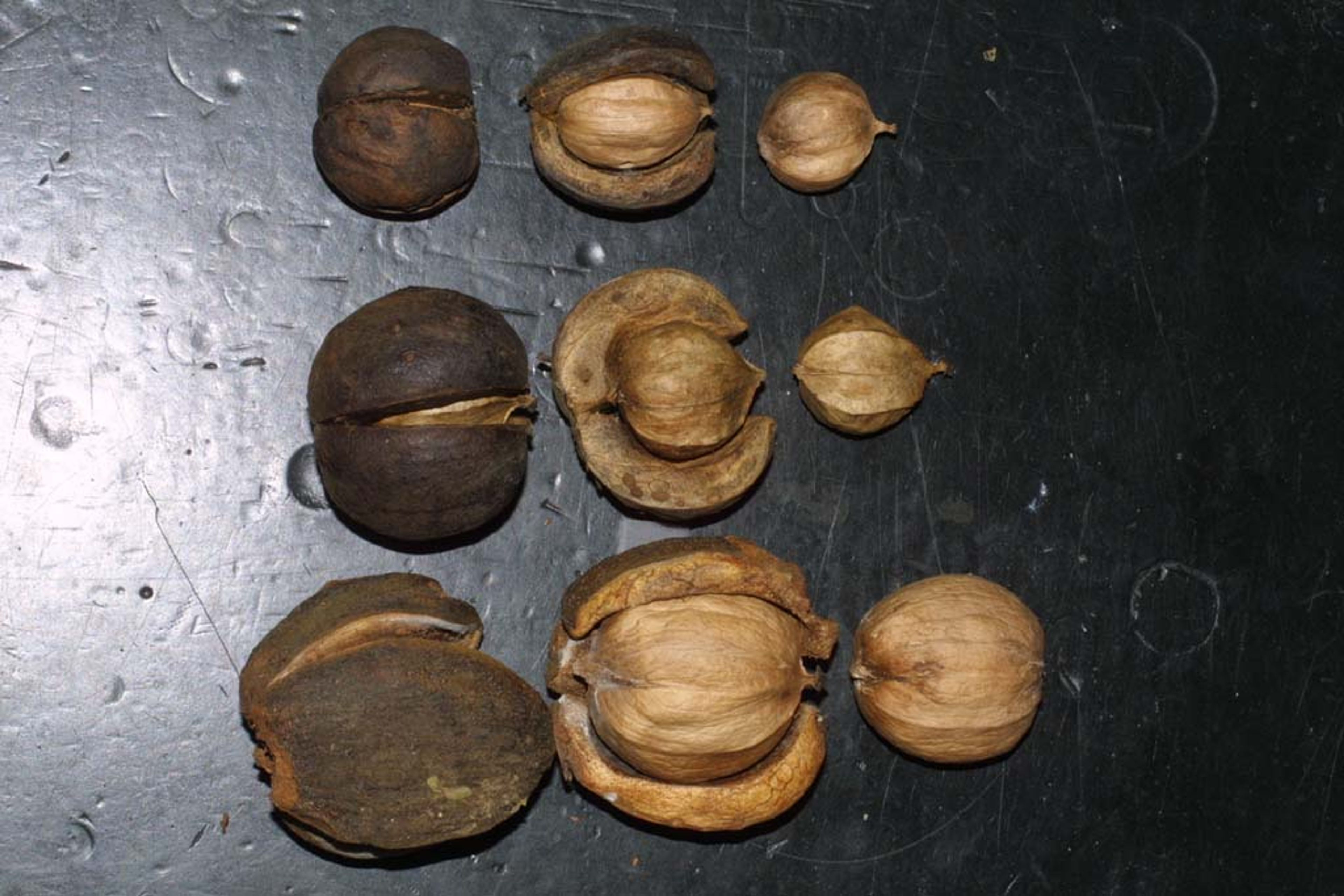 Carya laciniosa - 150