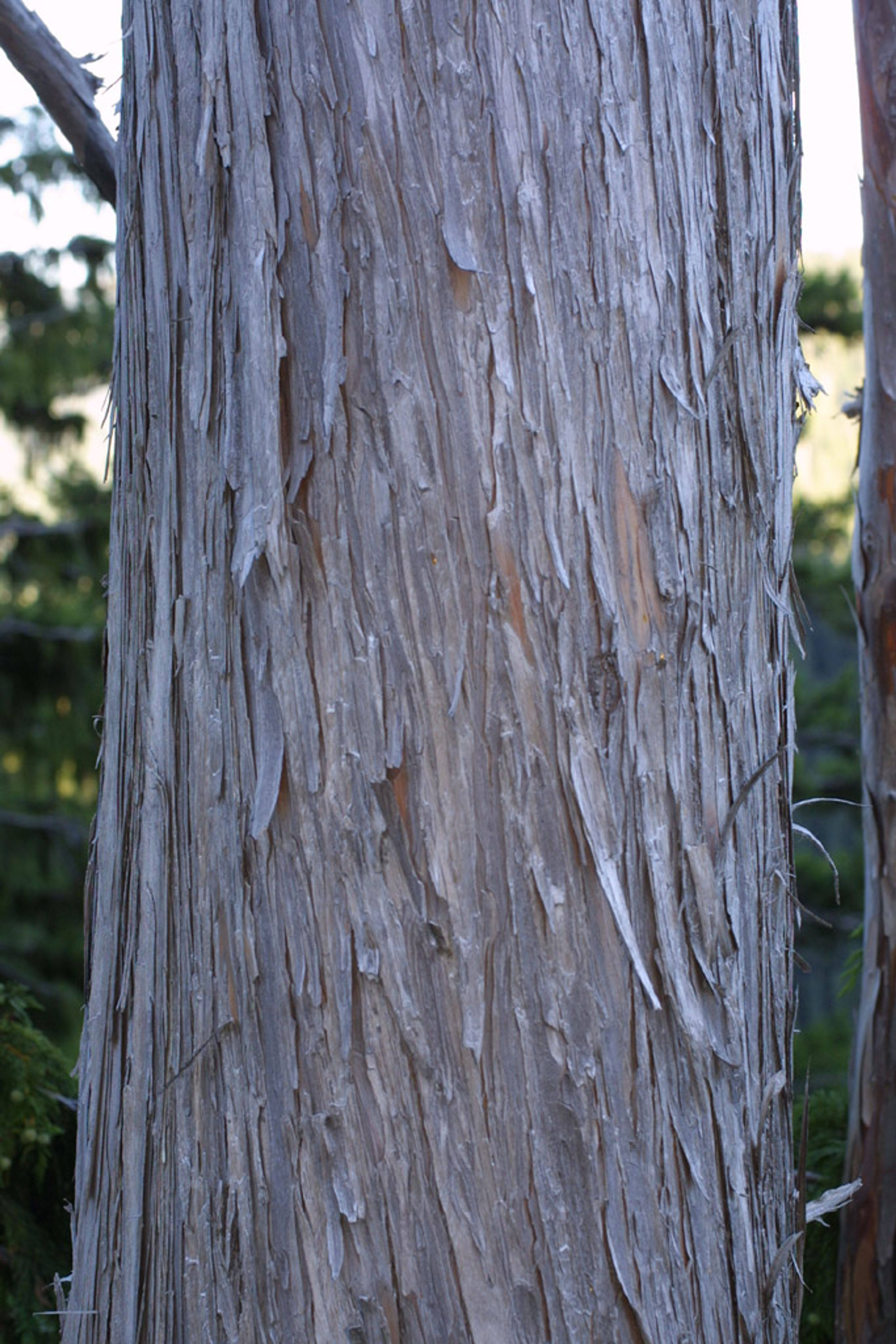 Chamaecyparis nootkatensis - 38
