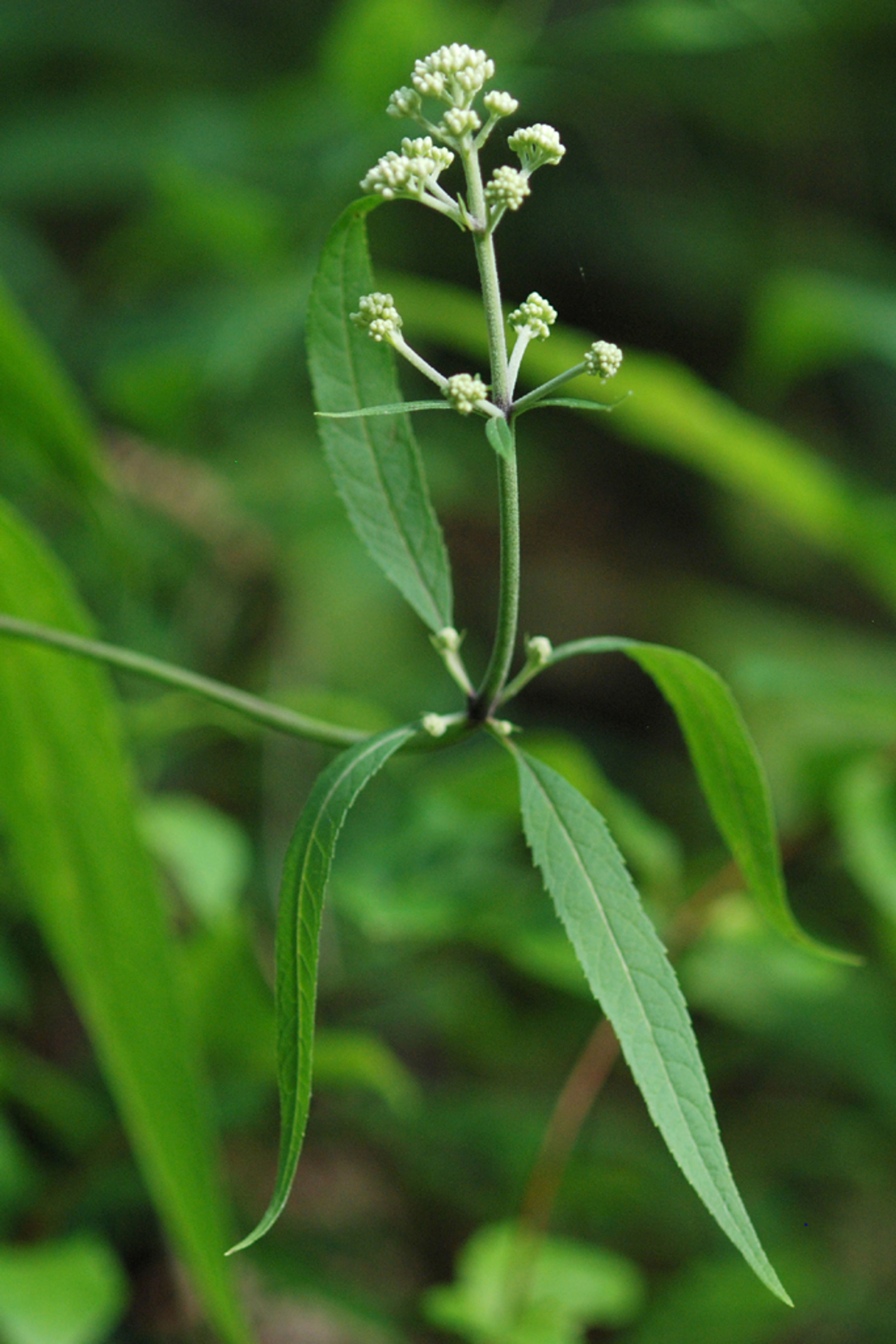 Eupatorium purpureum - 13