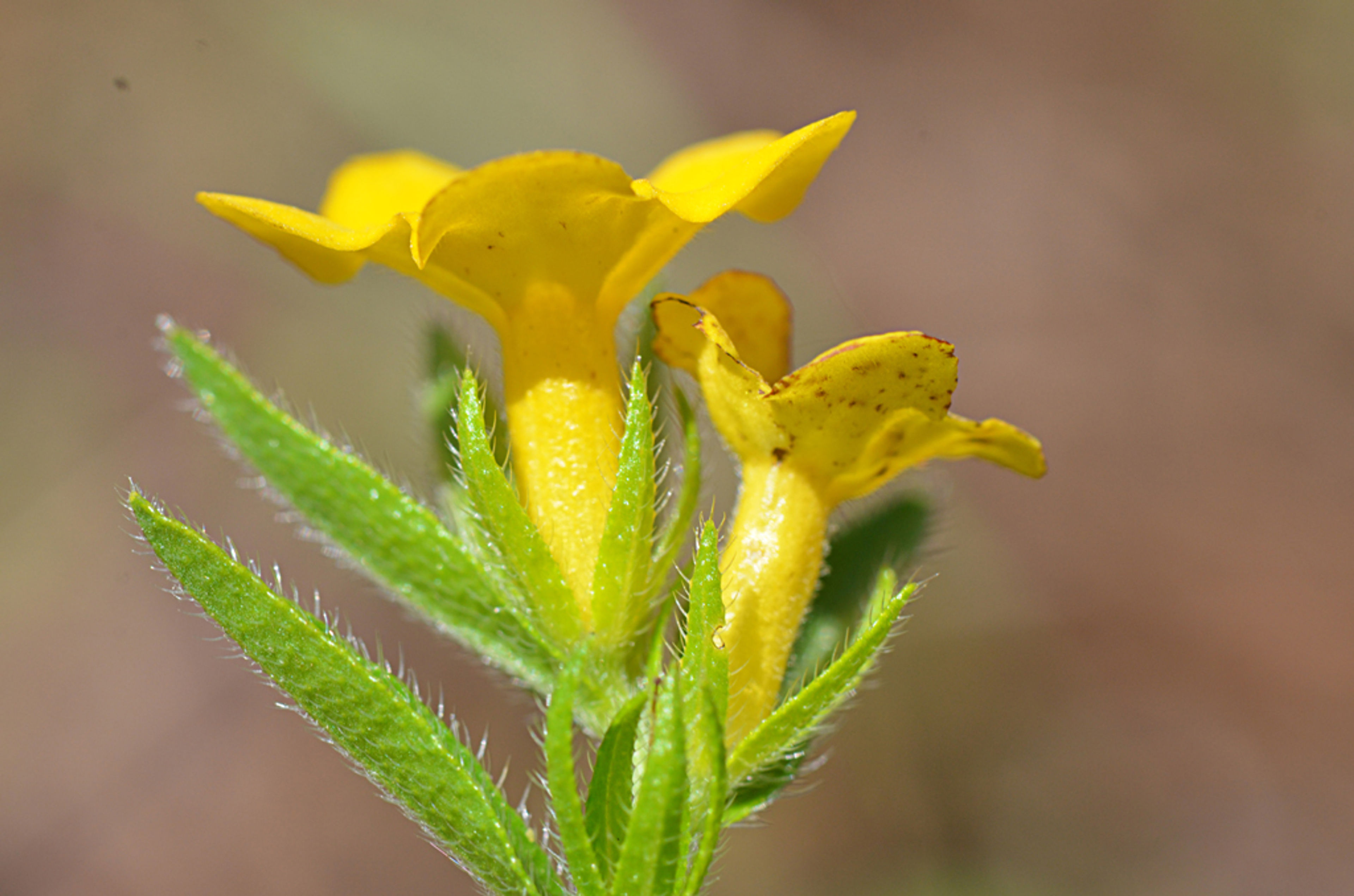Lithospermum caroliniense - 14