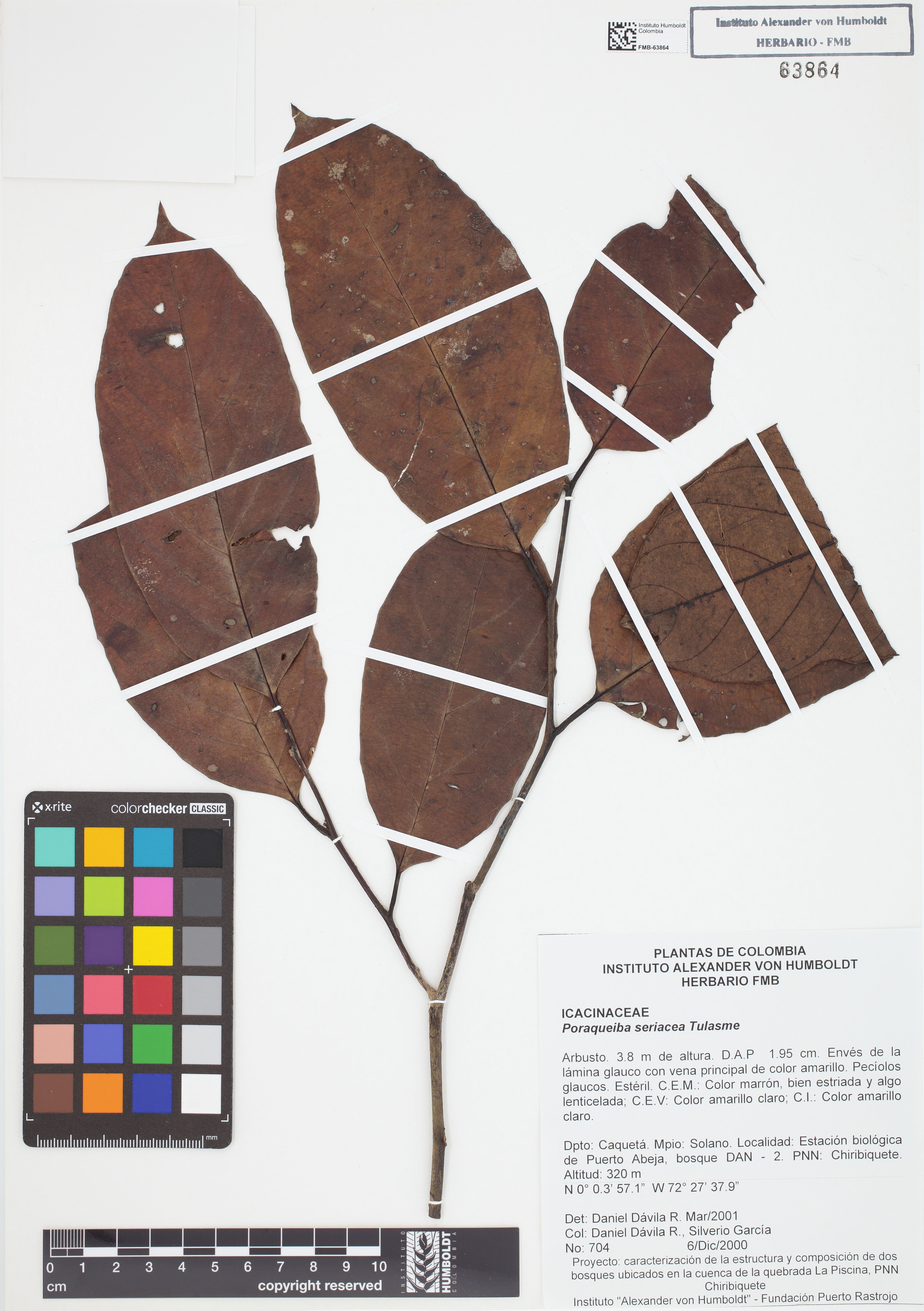 Poraqueiba sericea - 77