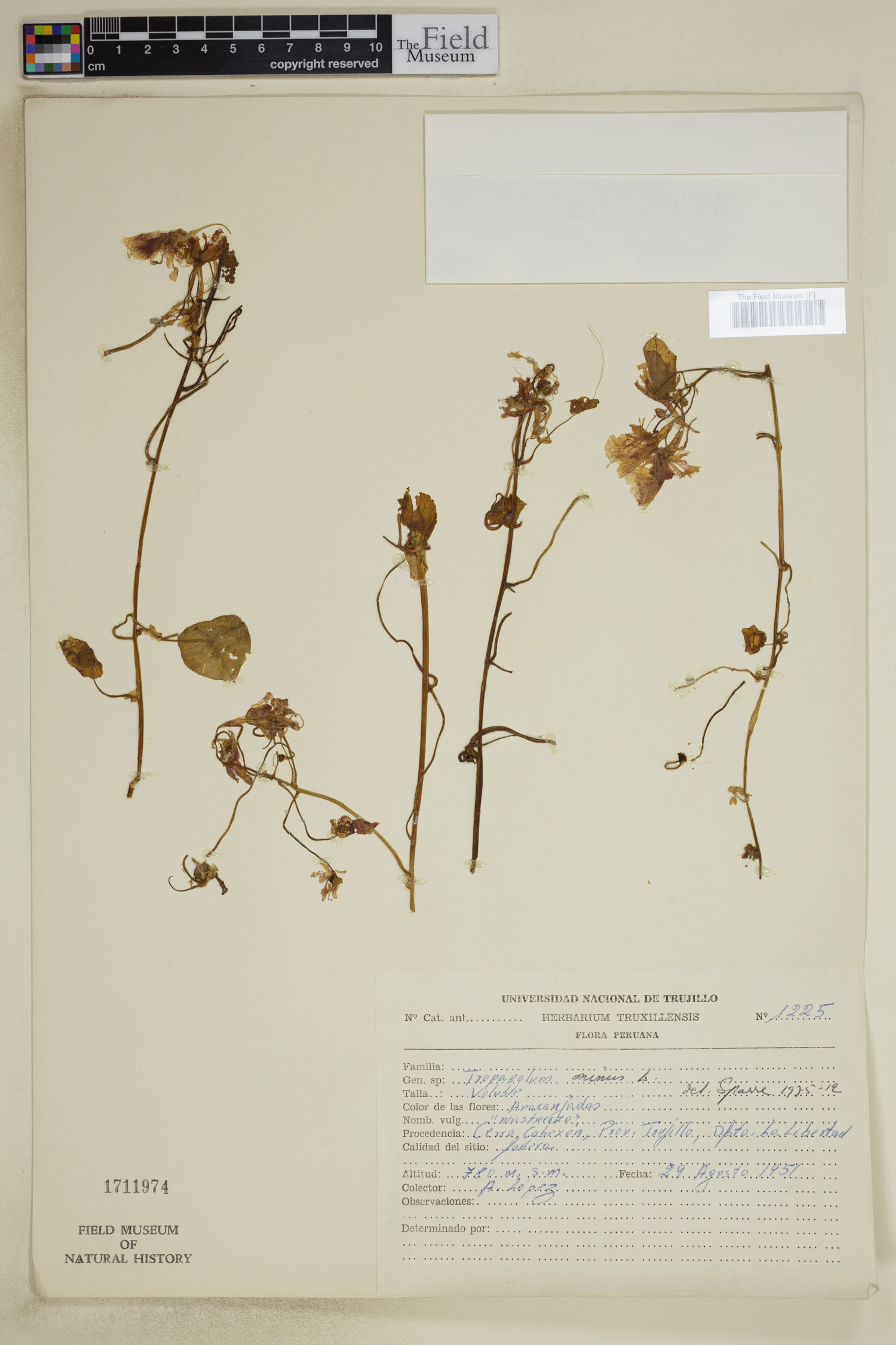Tropaeolum minus - 12