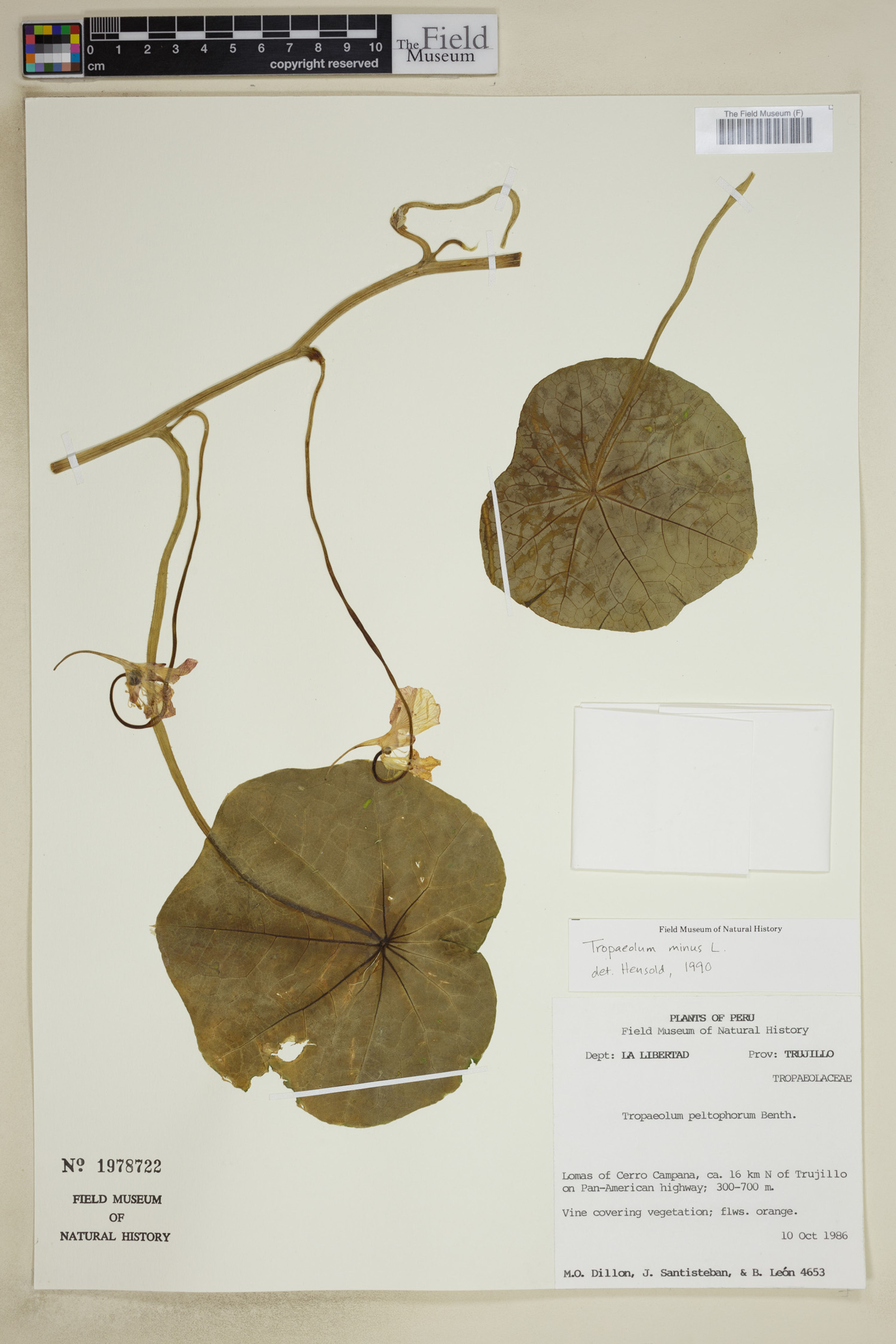 Tropaeolum minus - 22