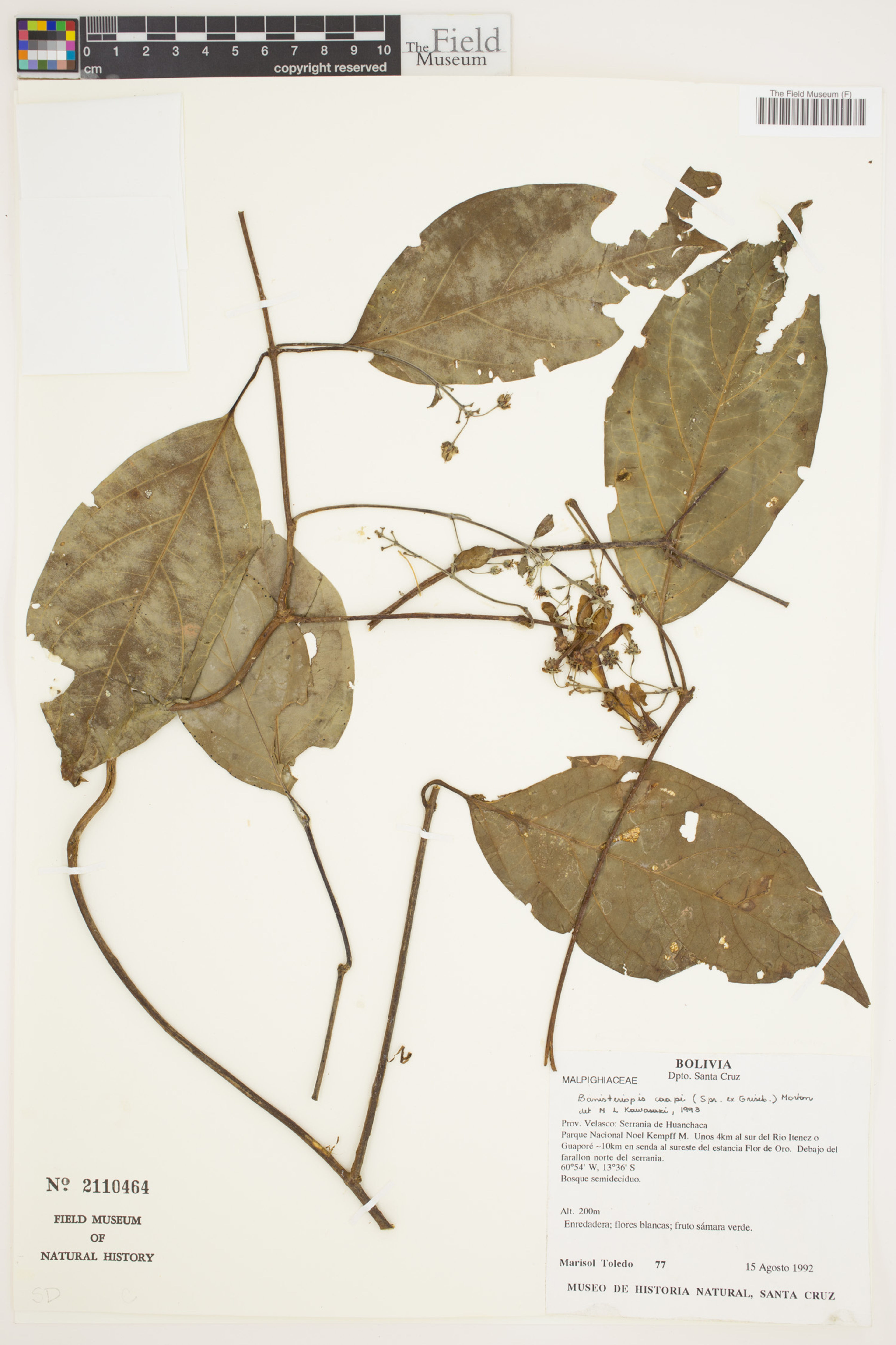 Banisteriopsis caapi - 122