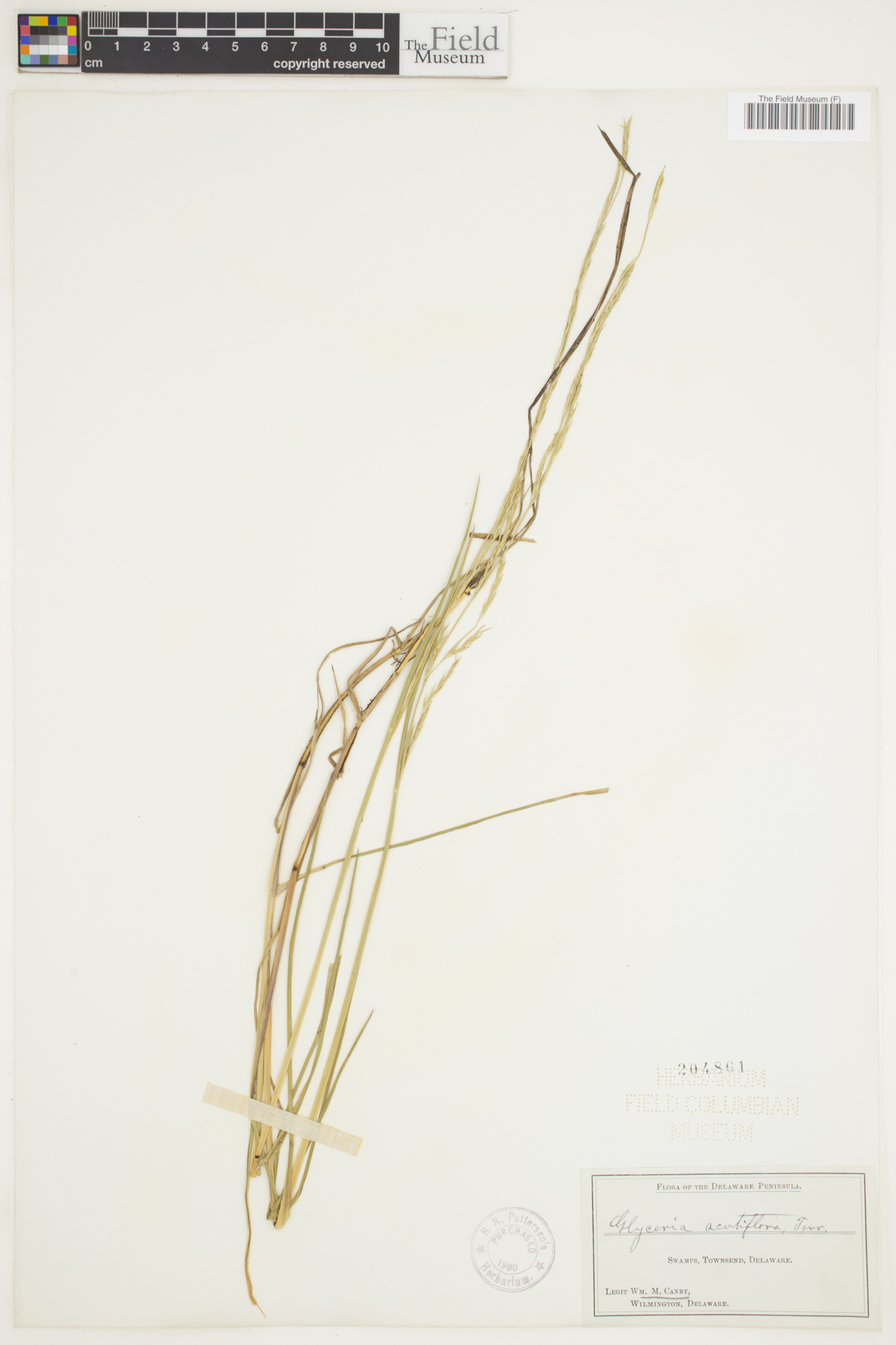 Glyceria acutiflora - 57