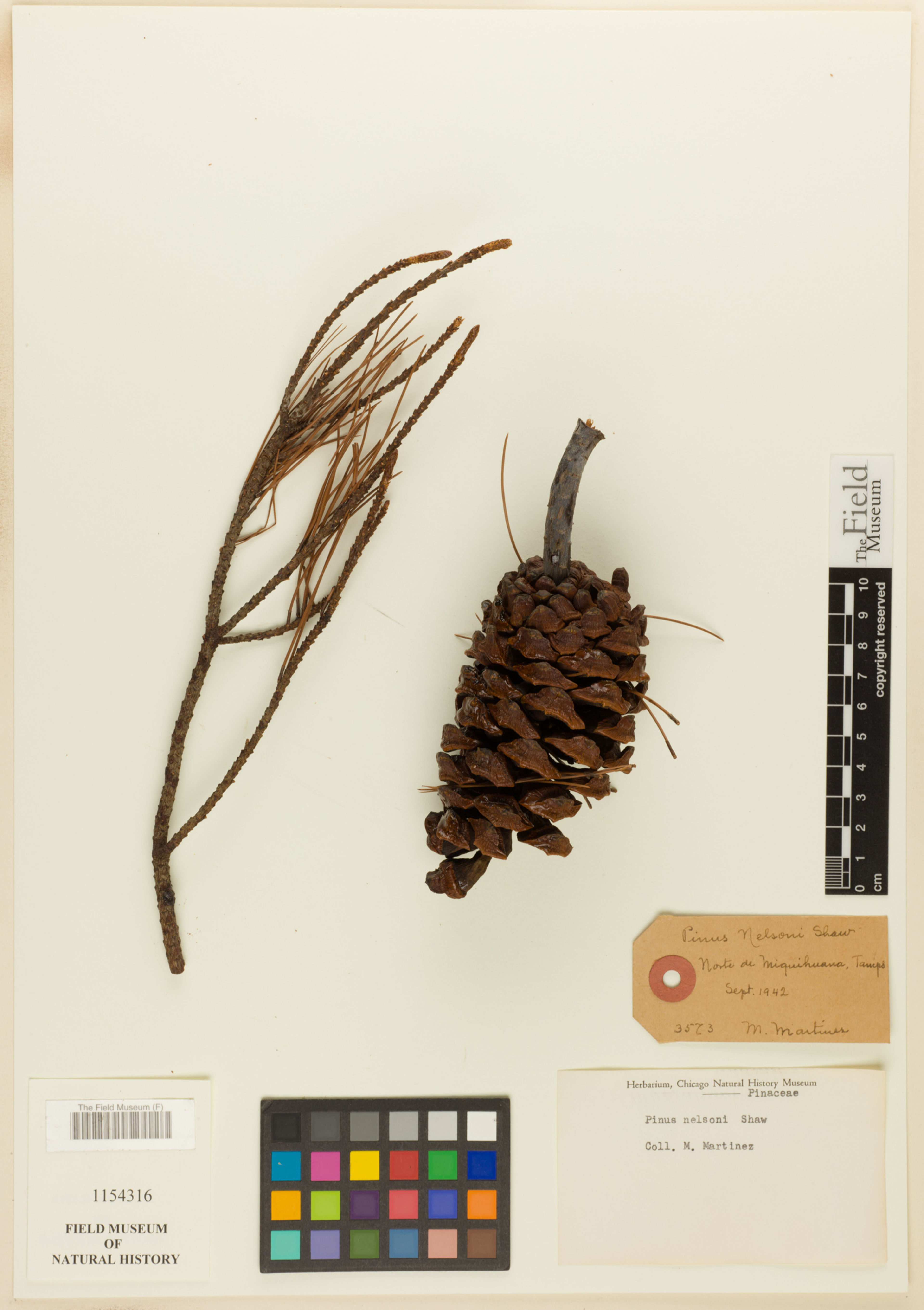 Pinus nelsonii - 71
