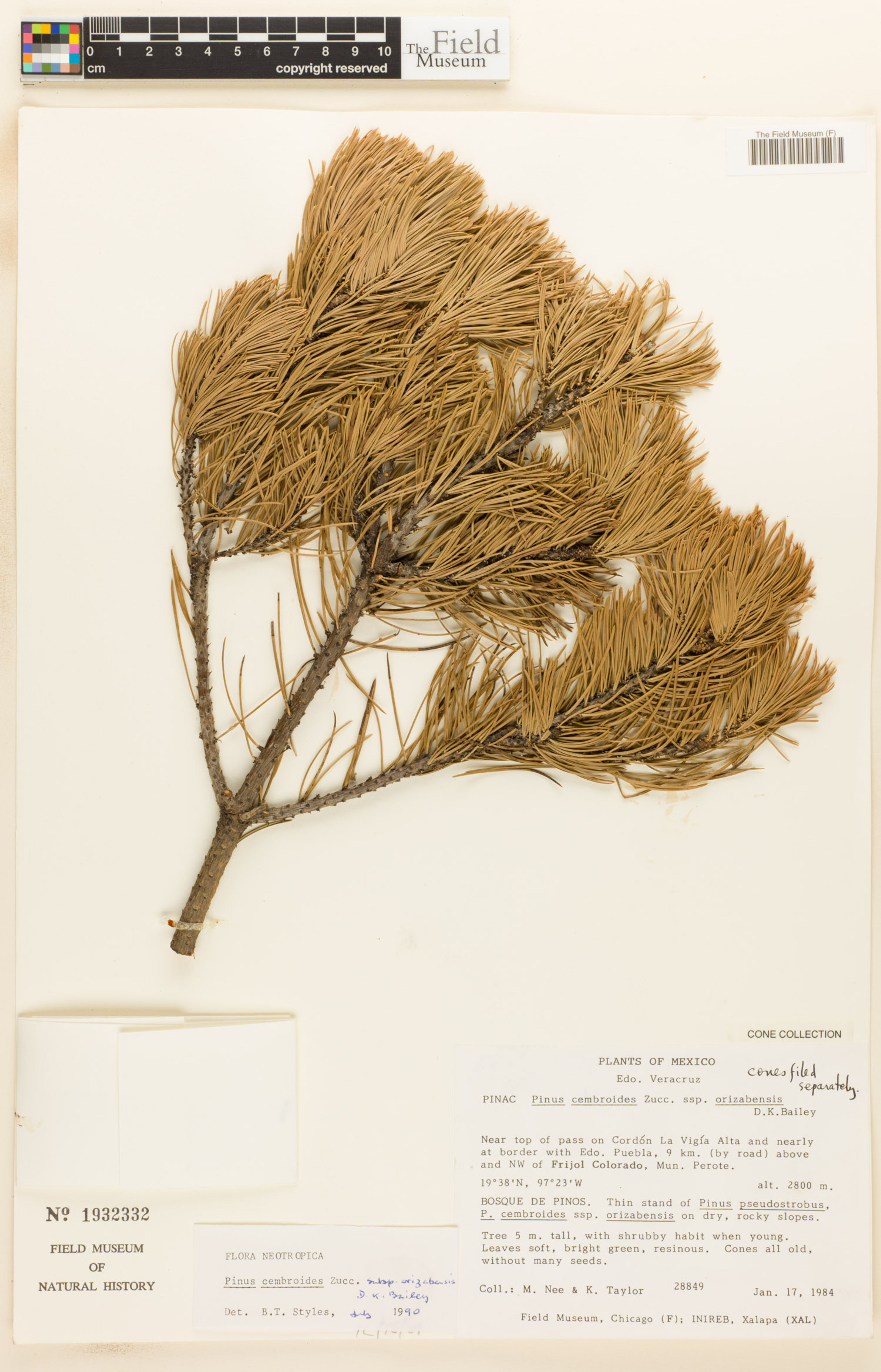 Pinus cembroides orizabensis - 20