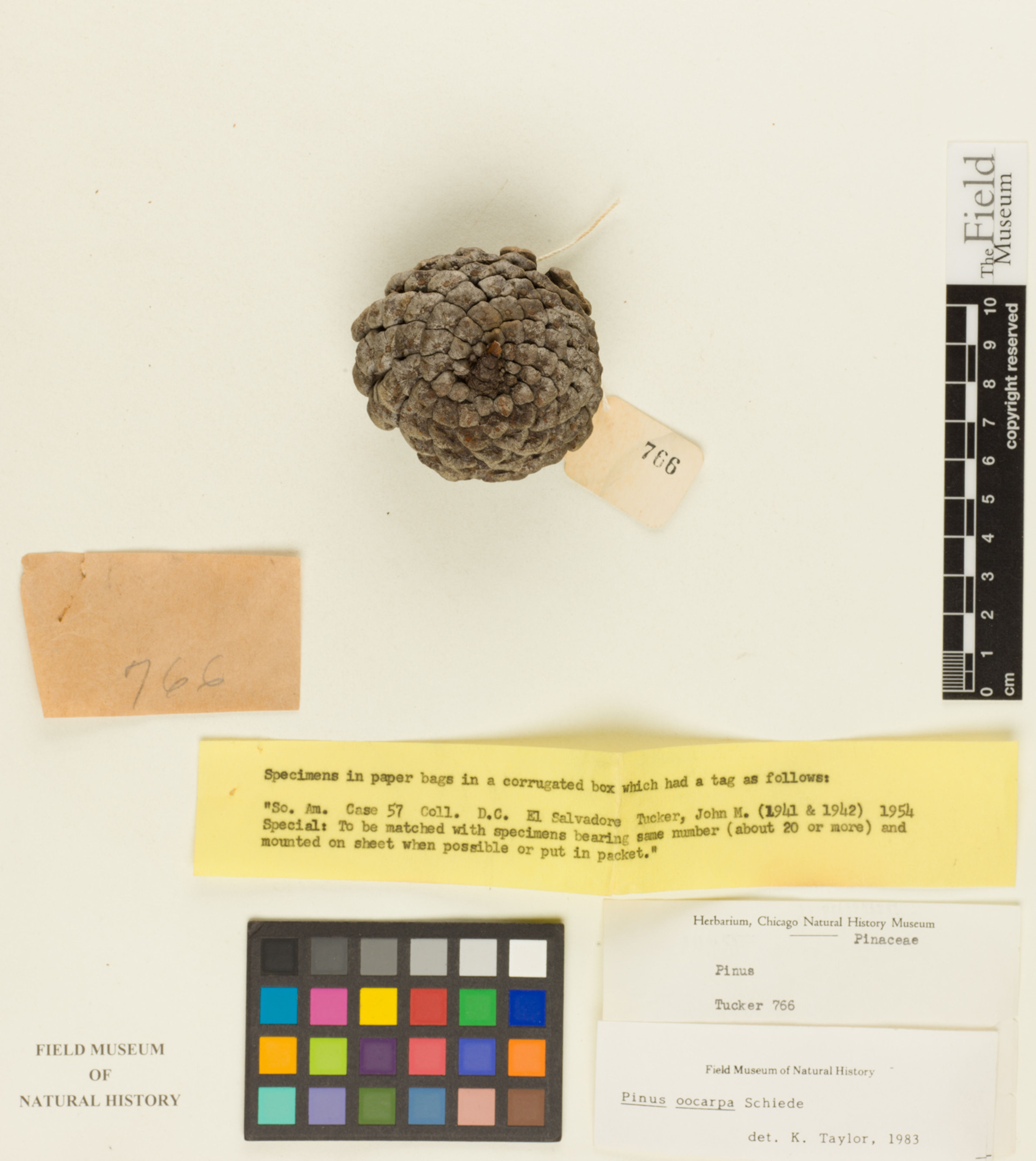 Pinus oocarpa - 64