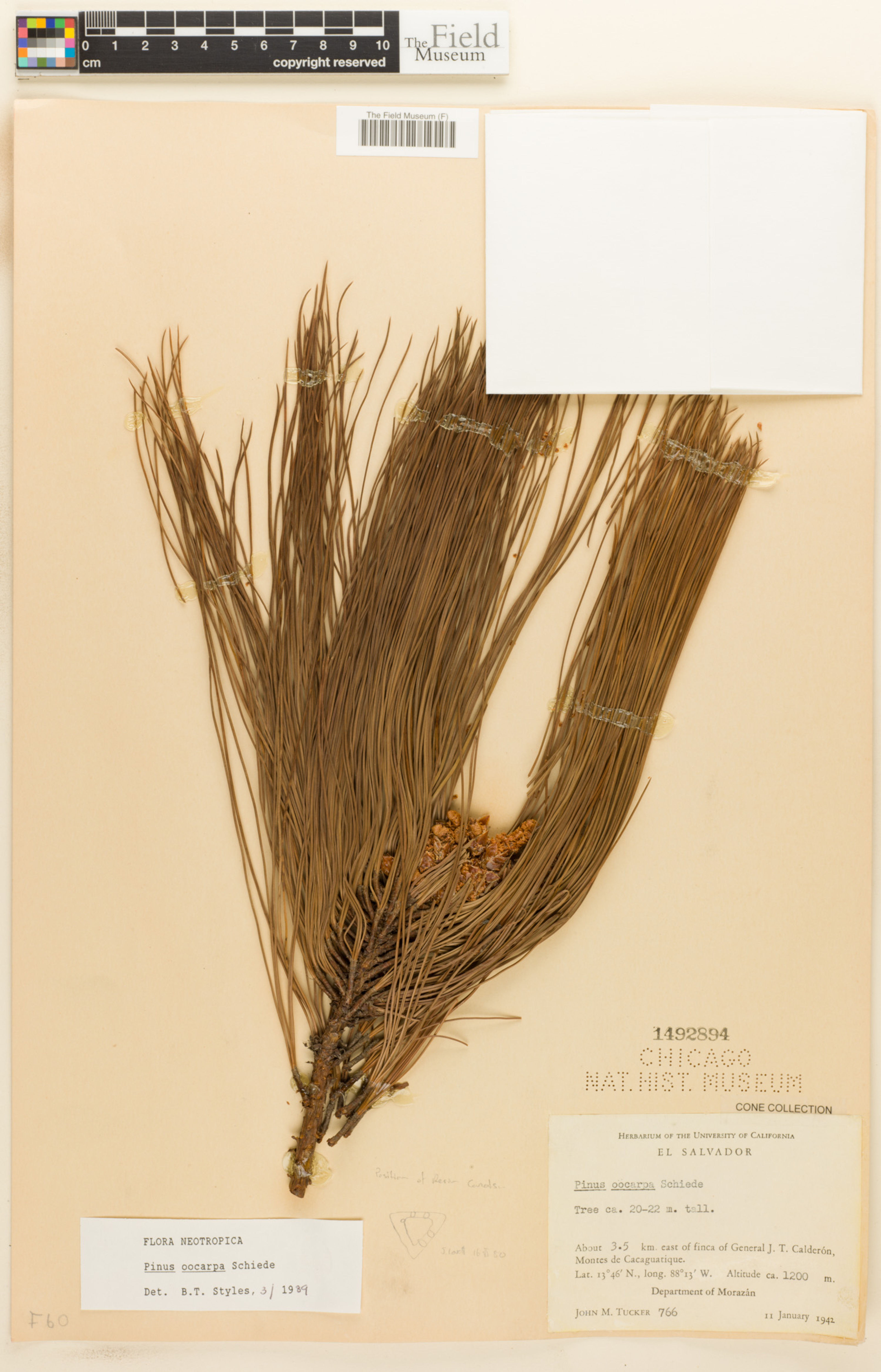 Pinus oocarpa - 4