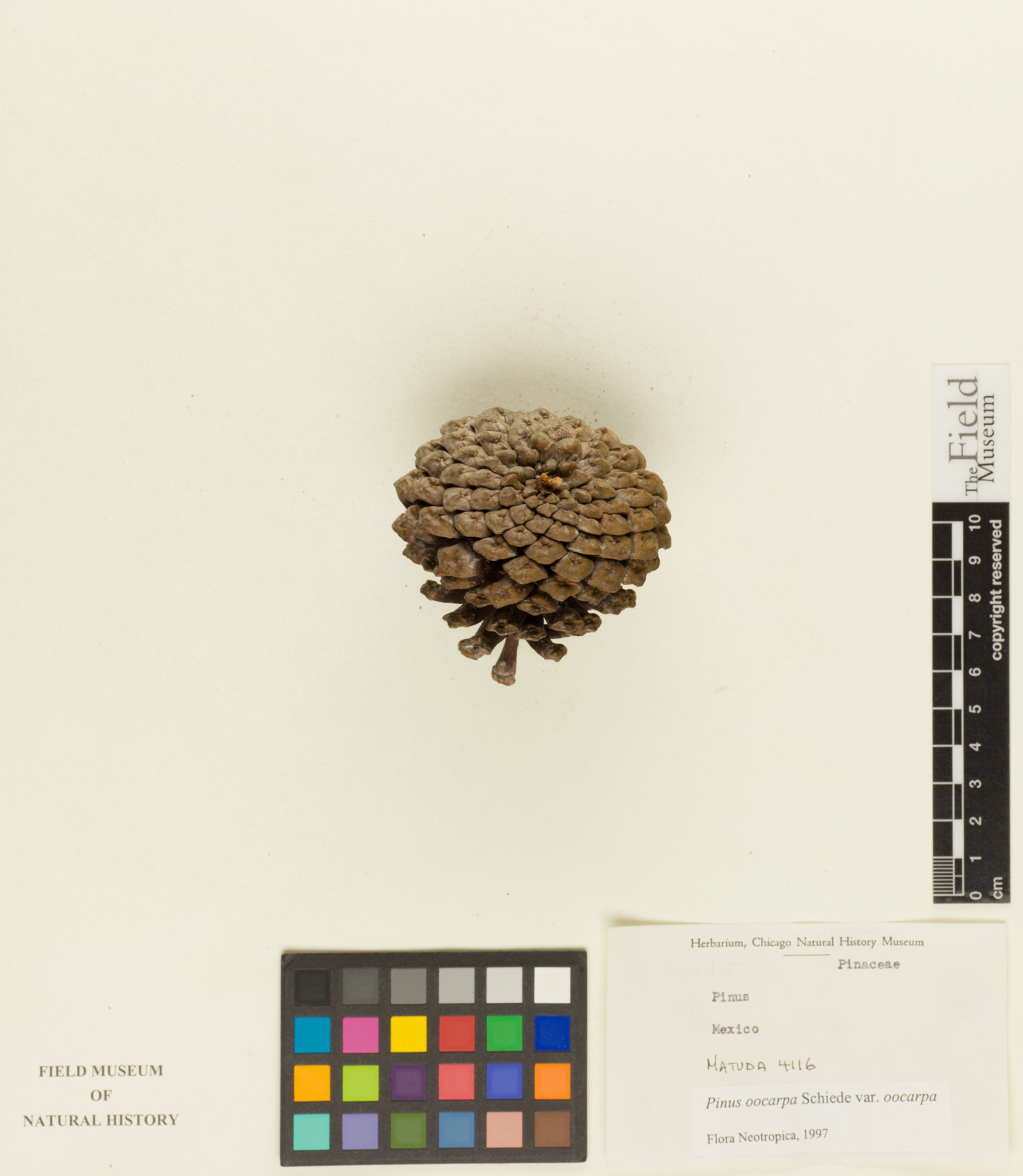 Pinus oocarpa - 104