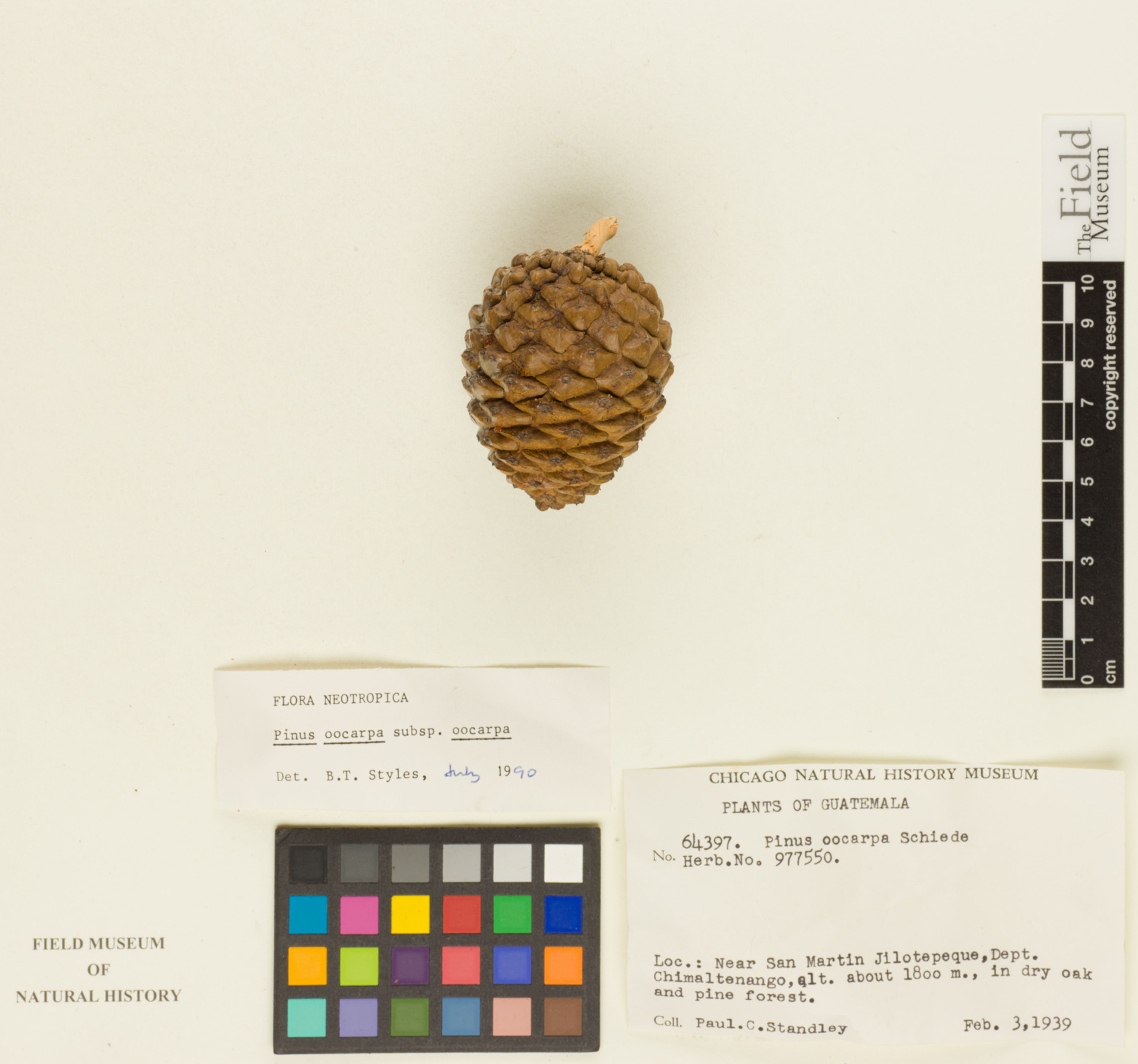 Pinus oocarpa - 34