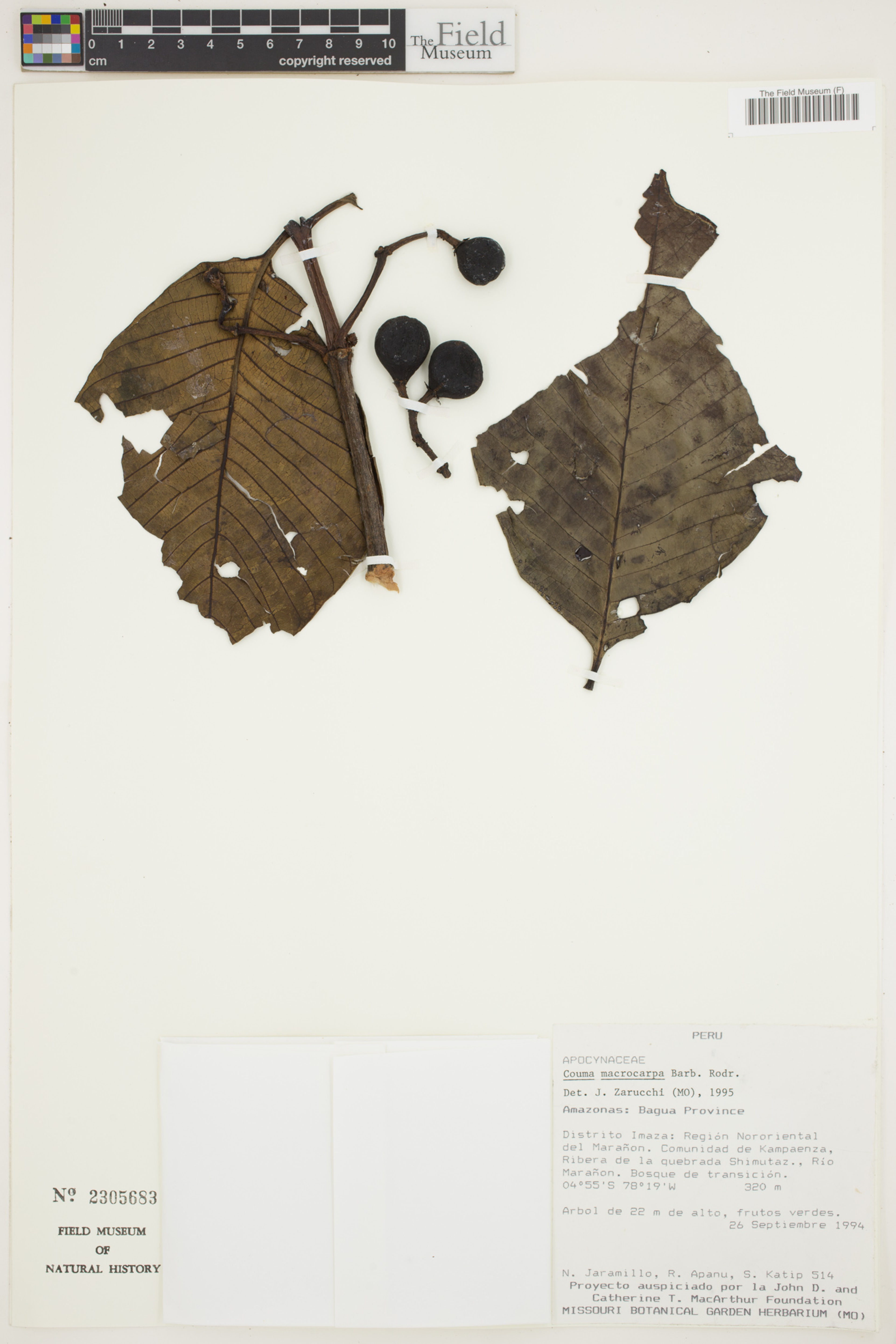 Couma macrocarpa - 103