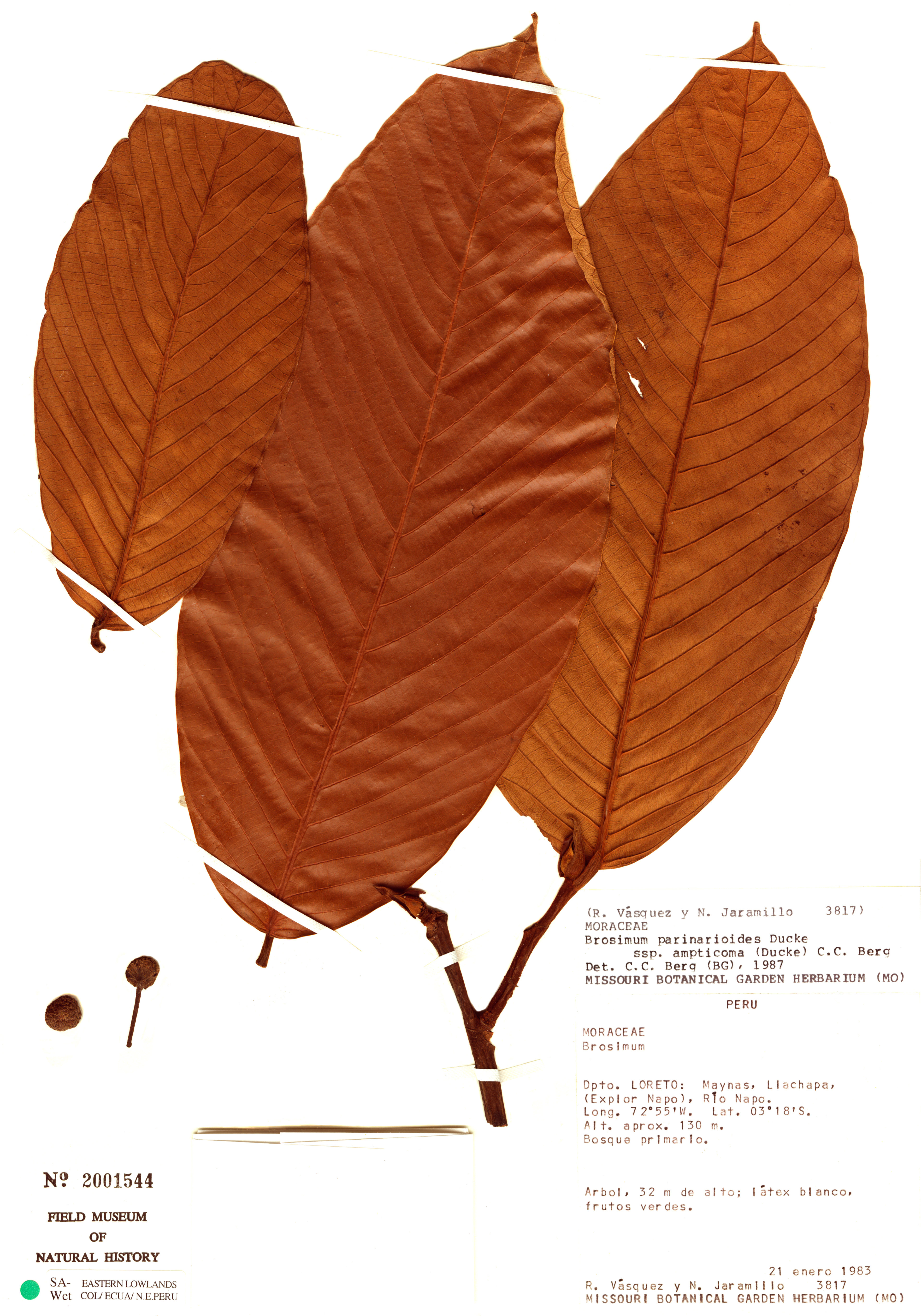 Brosimum parinarioides - 66