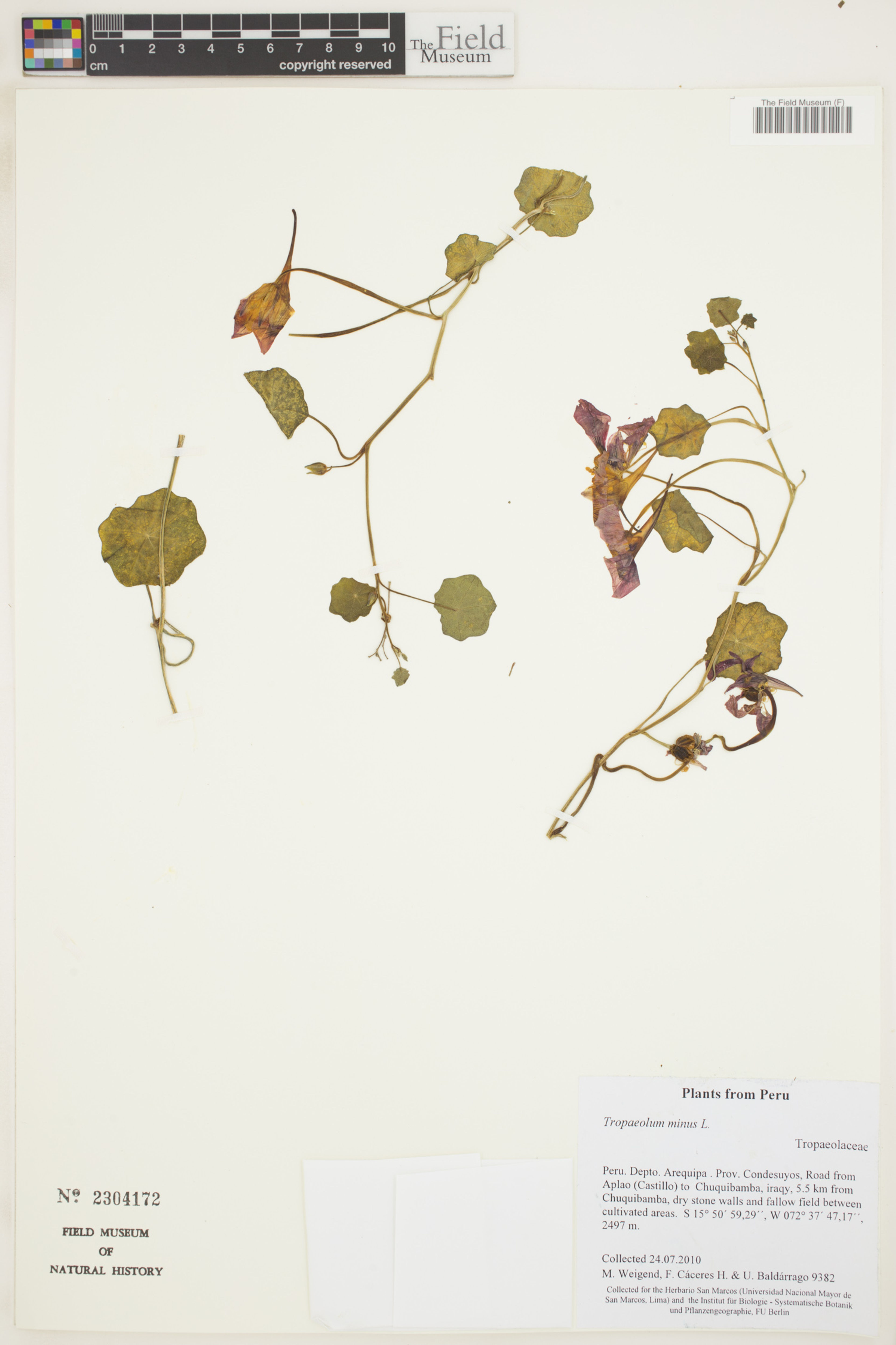 Tropaeolum minus - 17