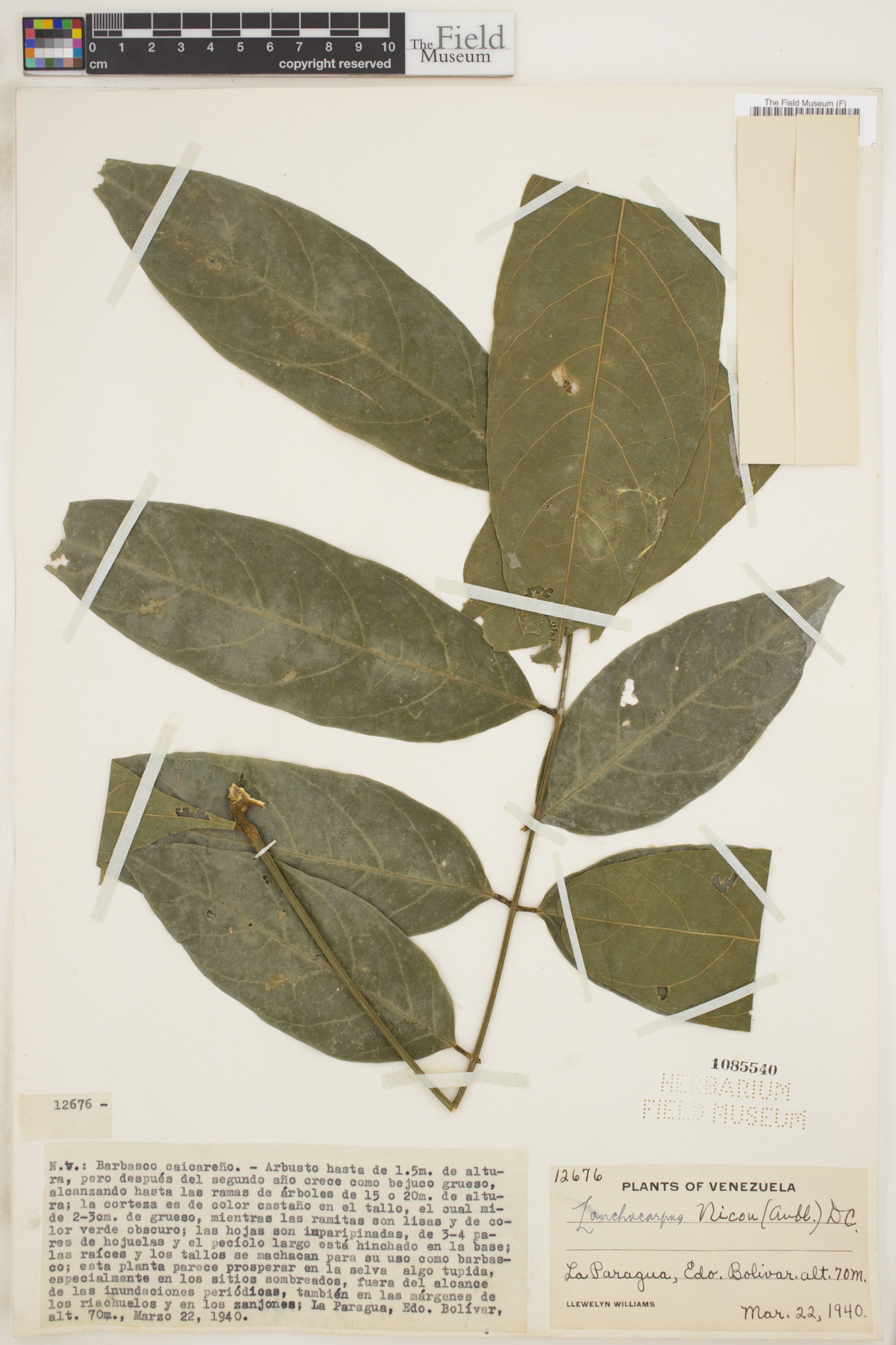 Lonchocarpus nicou - 12