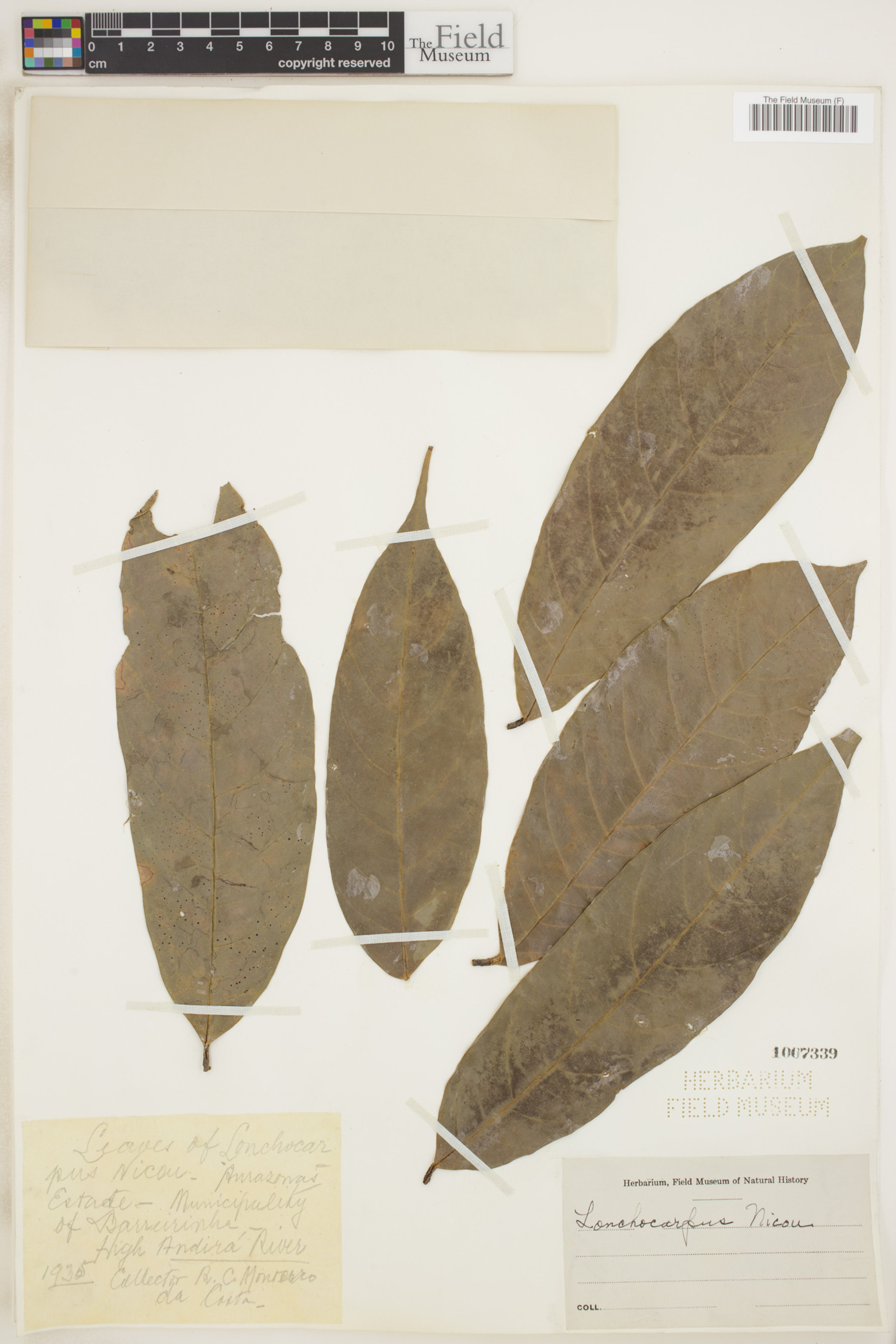 Lonchocarpus nicou - 49