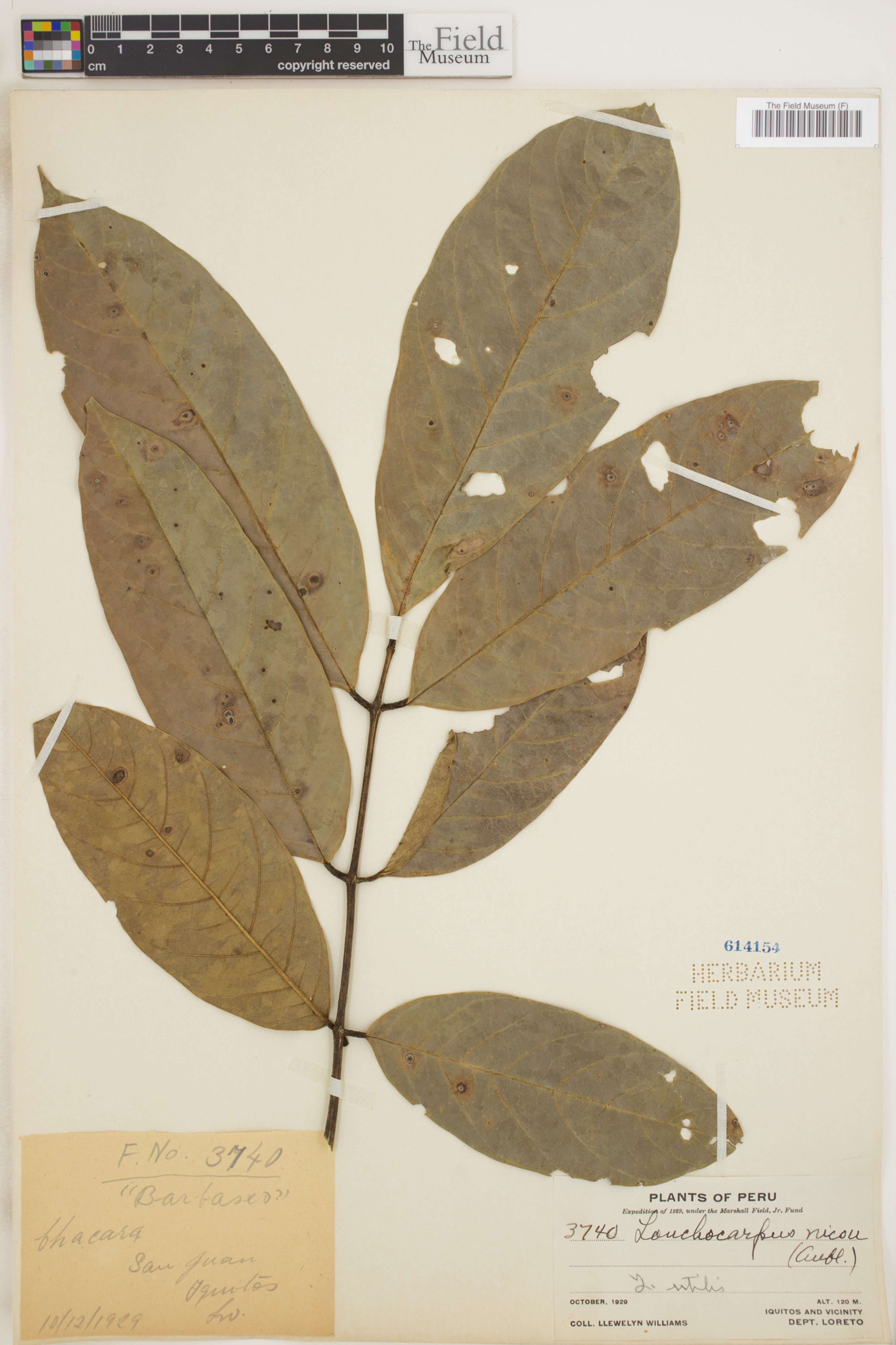 Lonchocarpus nicou - 17