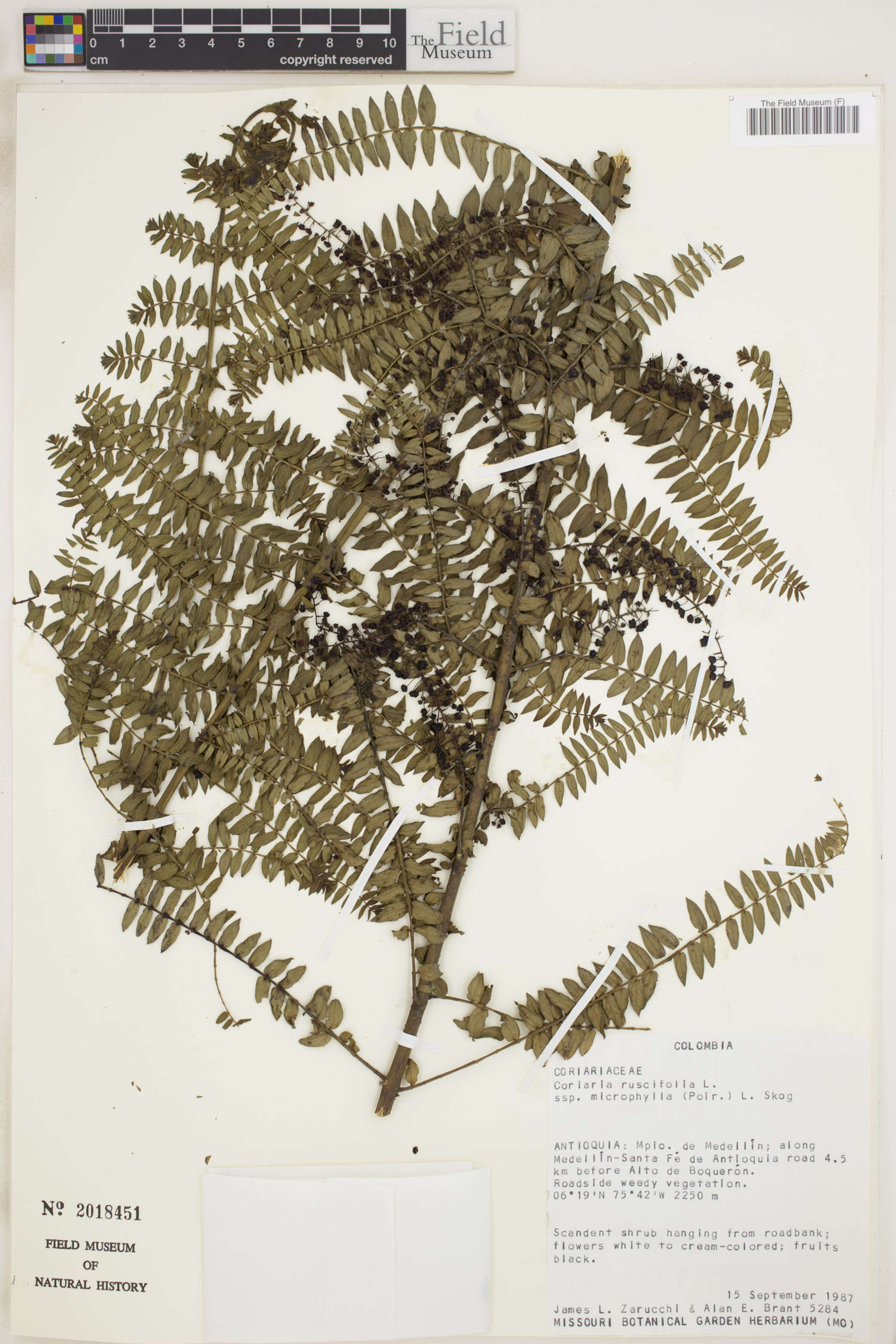 Coriaria microphylla - 11