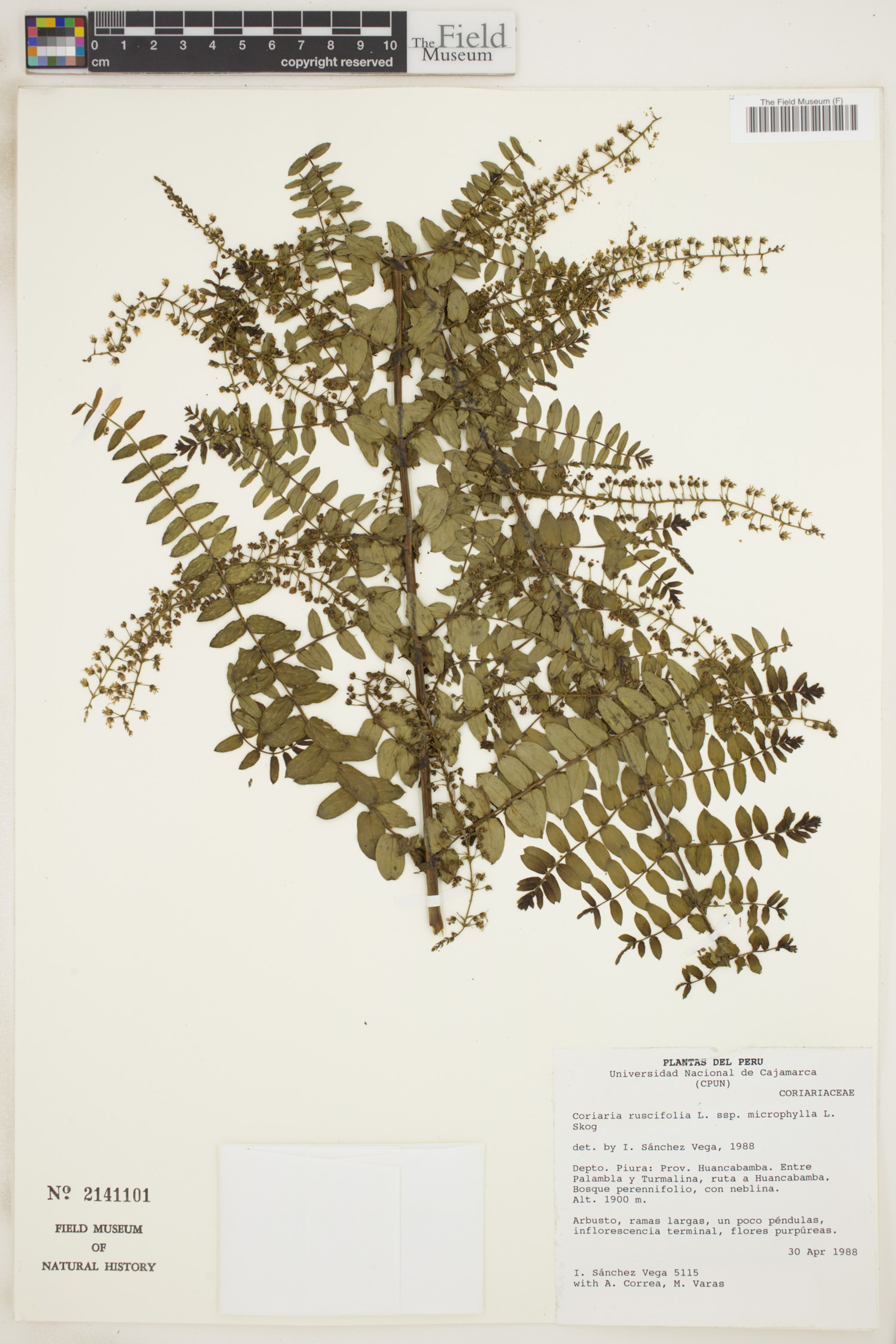 Coriaria microphylla - 29