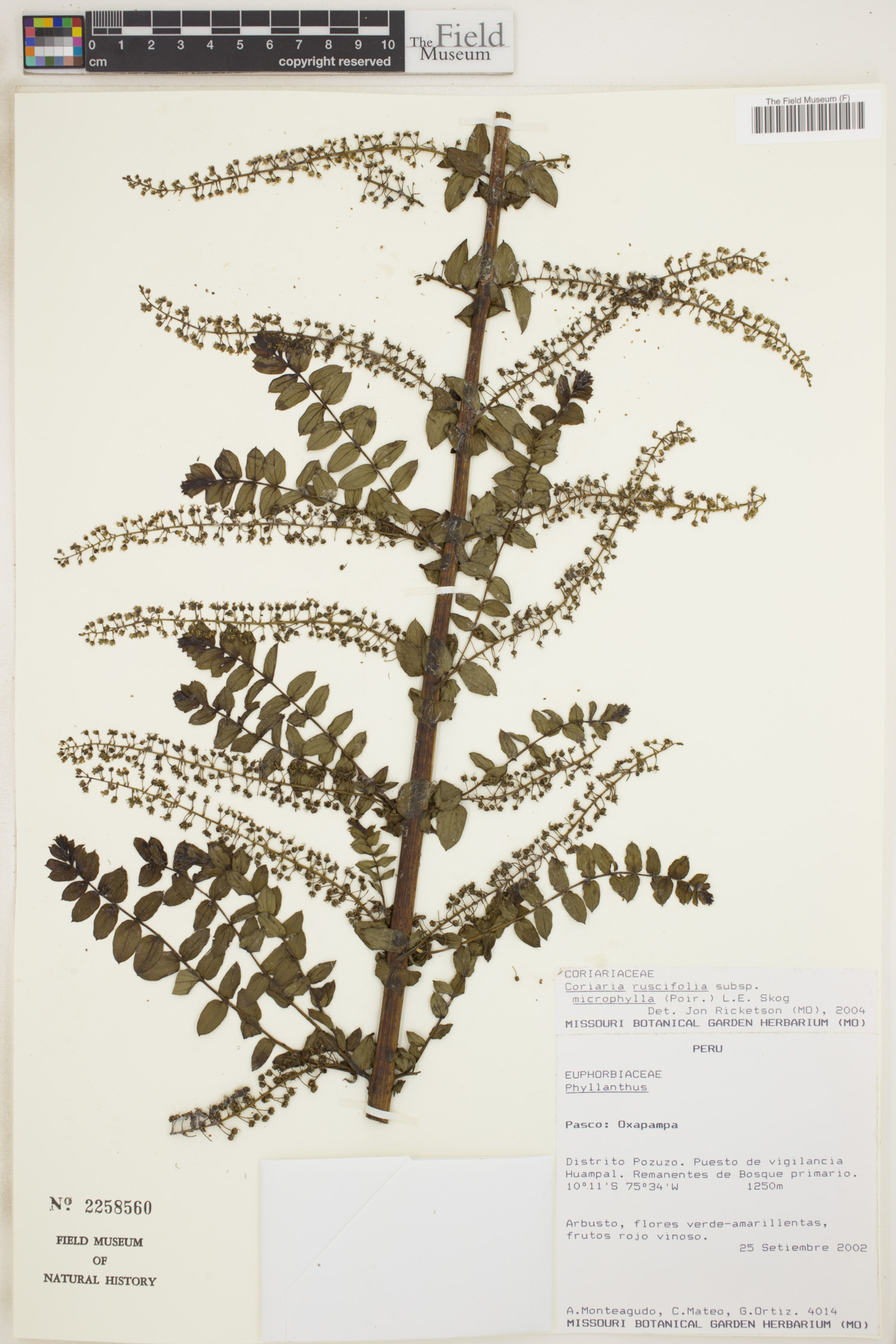 Coriaria microphylla - 2