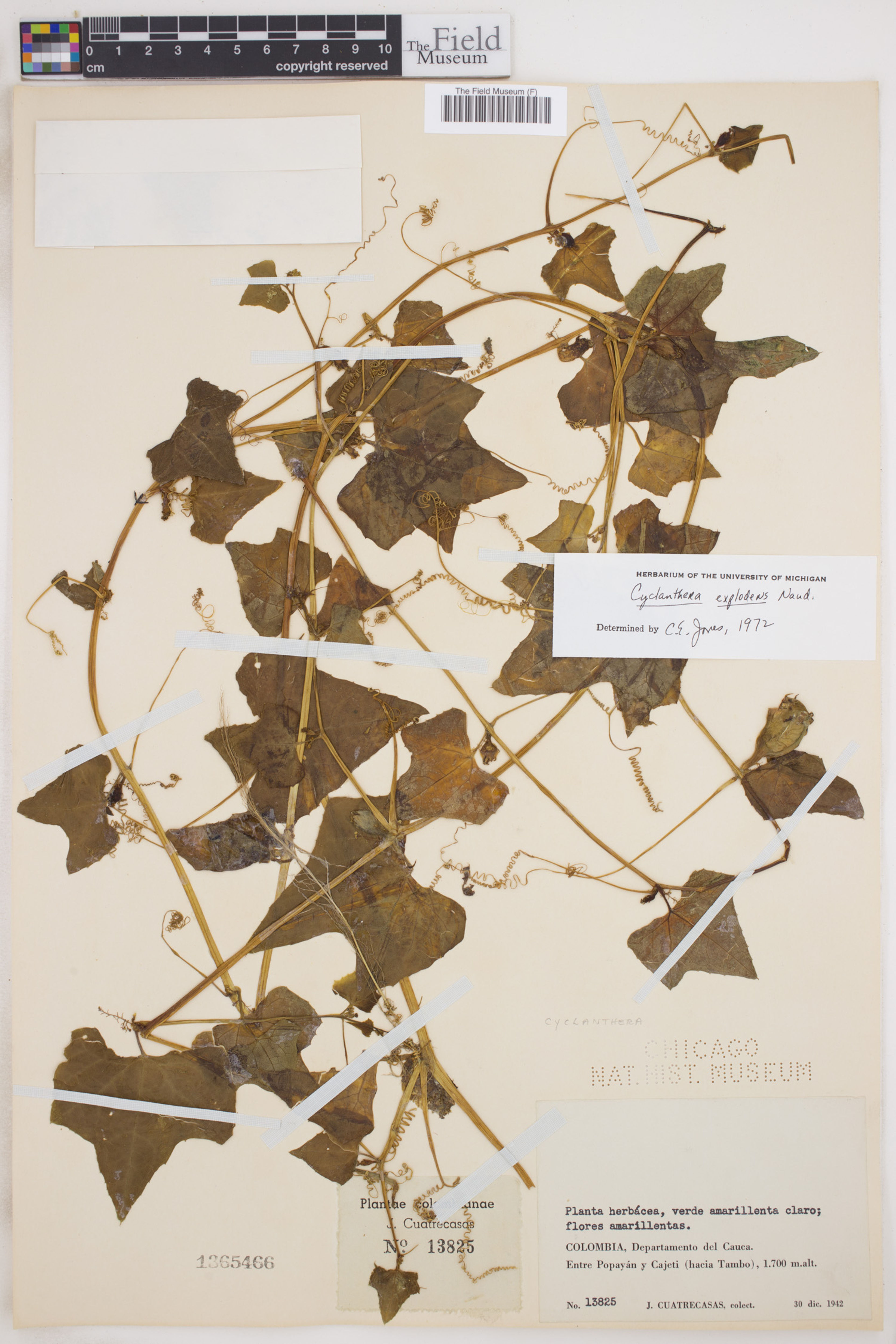Cyclanthera brachystachya - 43