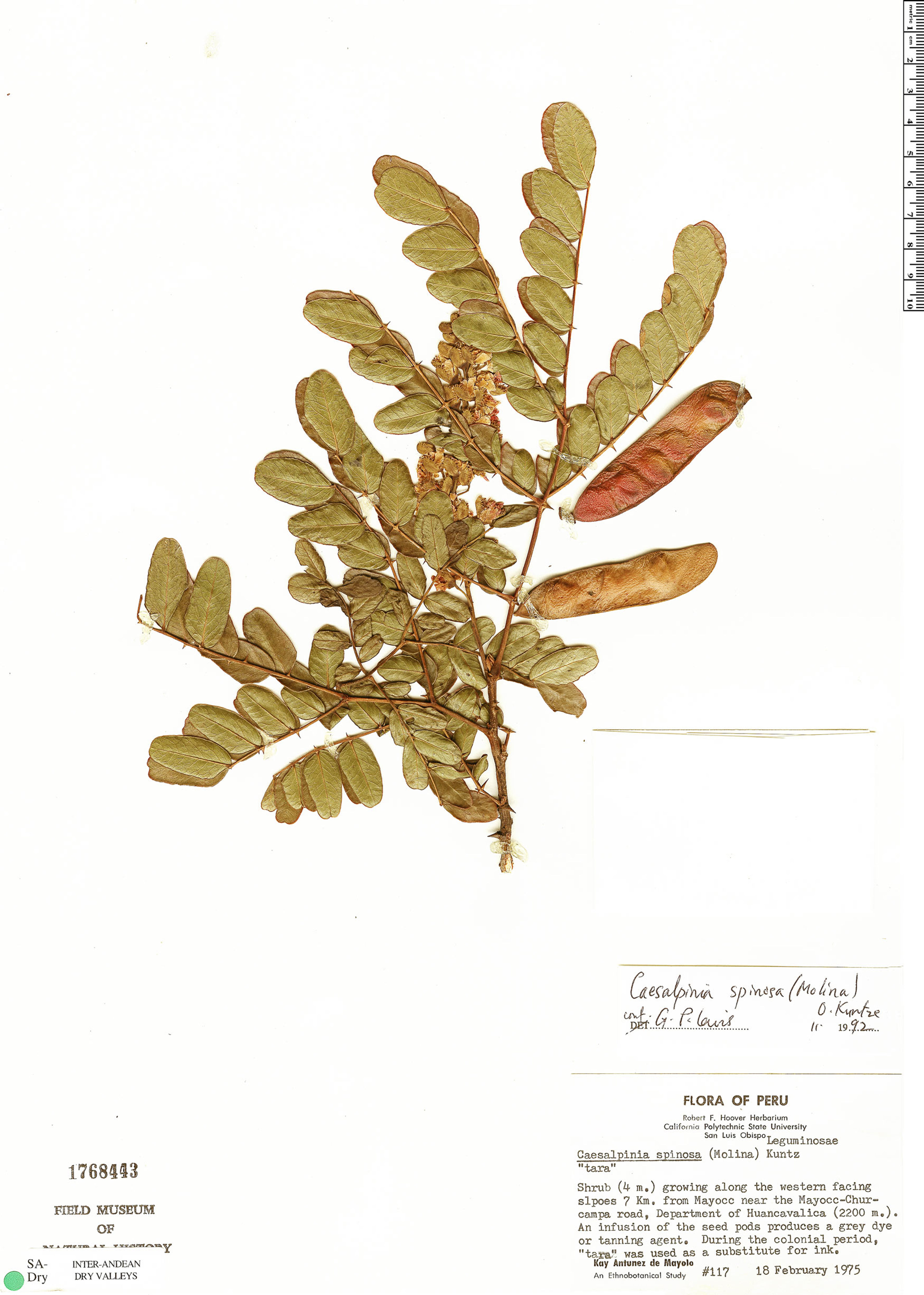 Caesalpinia spinosa - 98