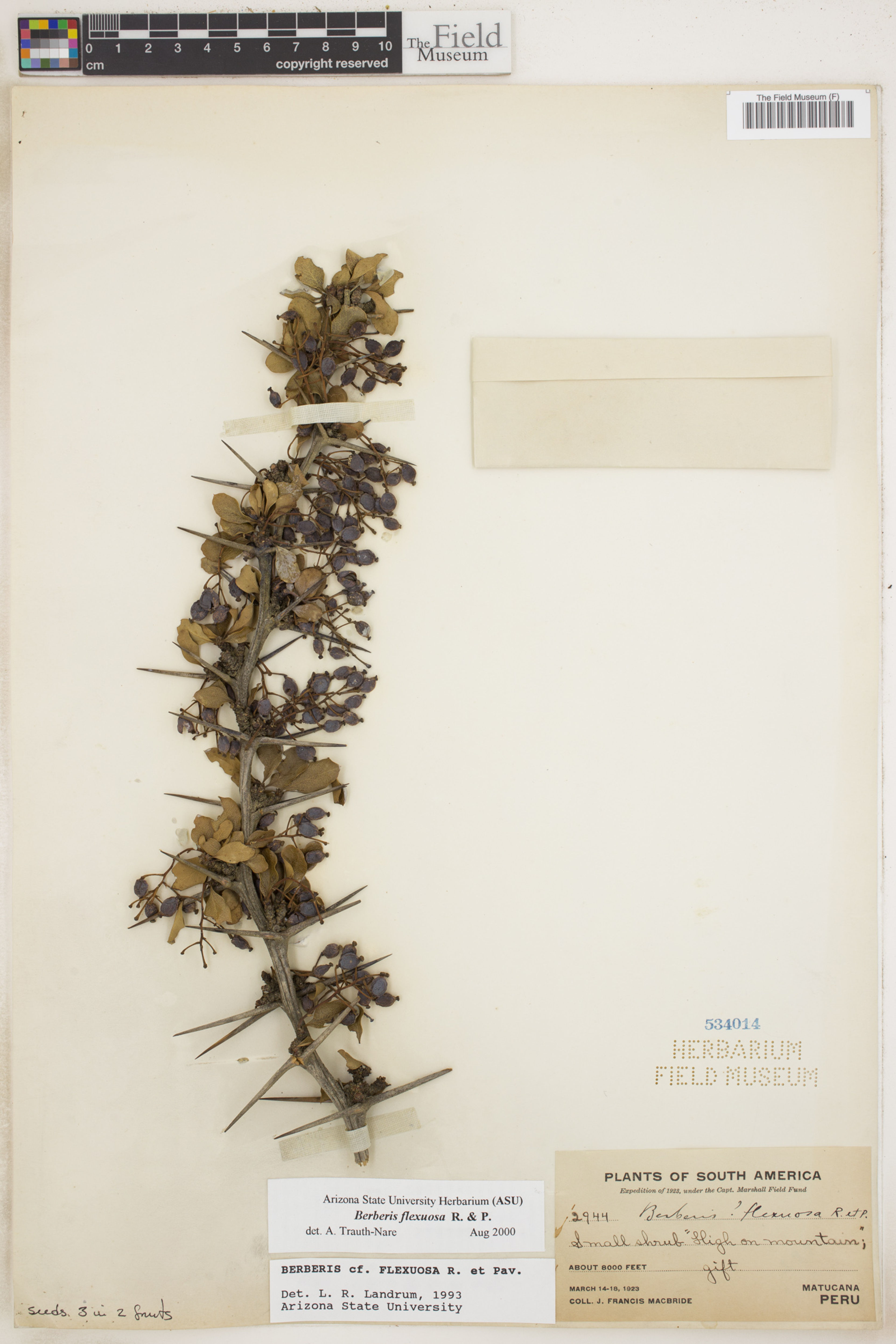 Berberis flexuosa - 3