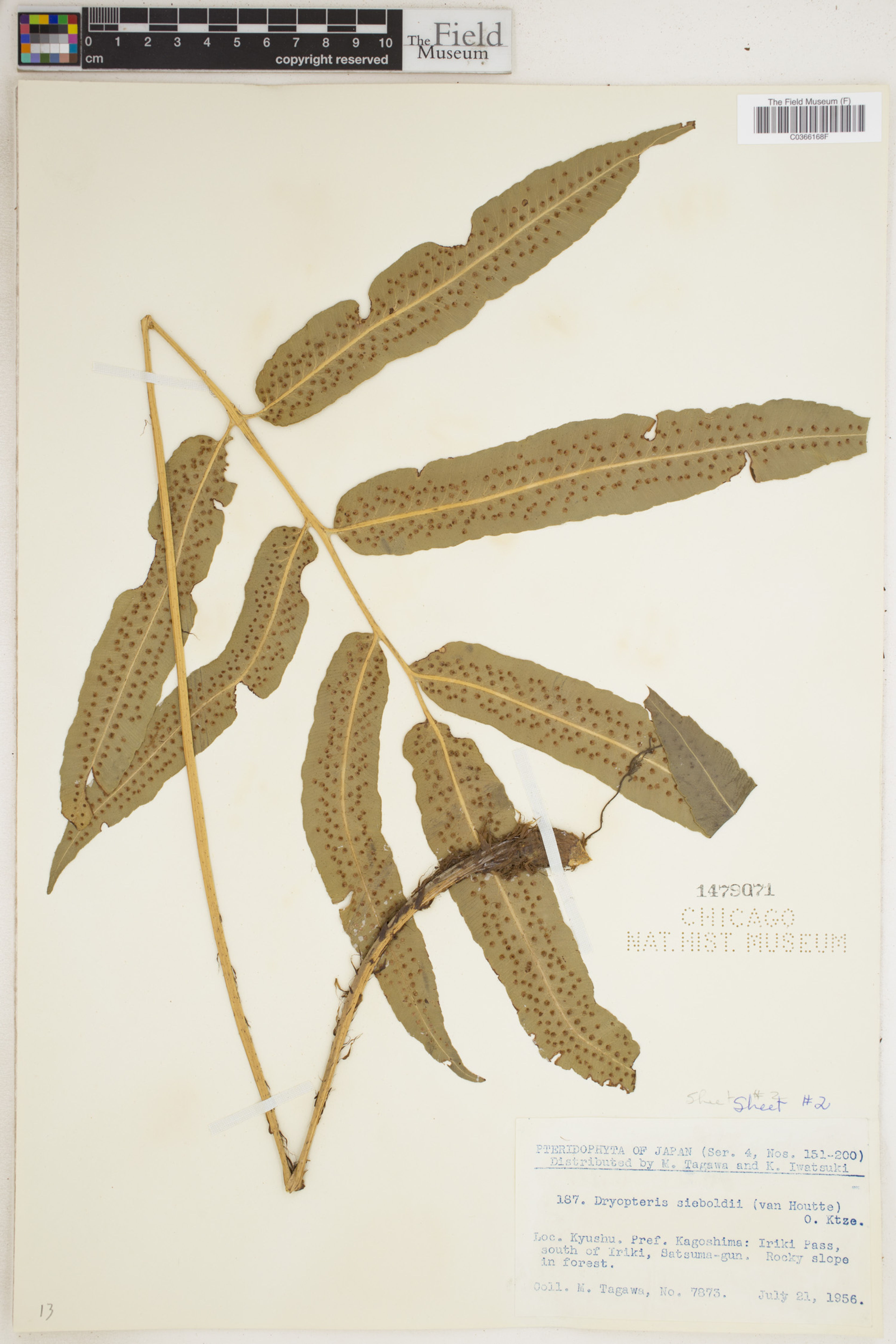 Dryopteris sieboldii - 76