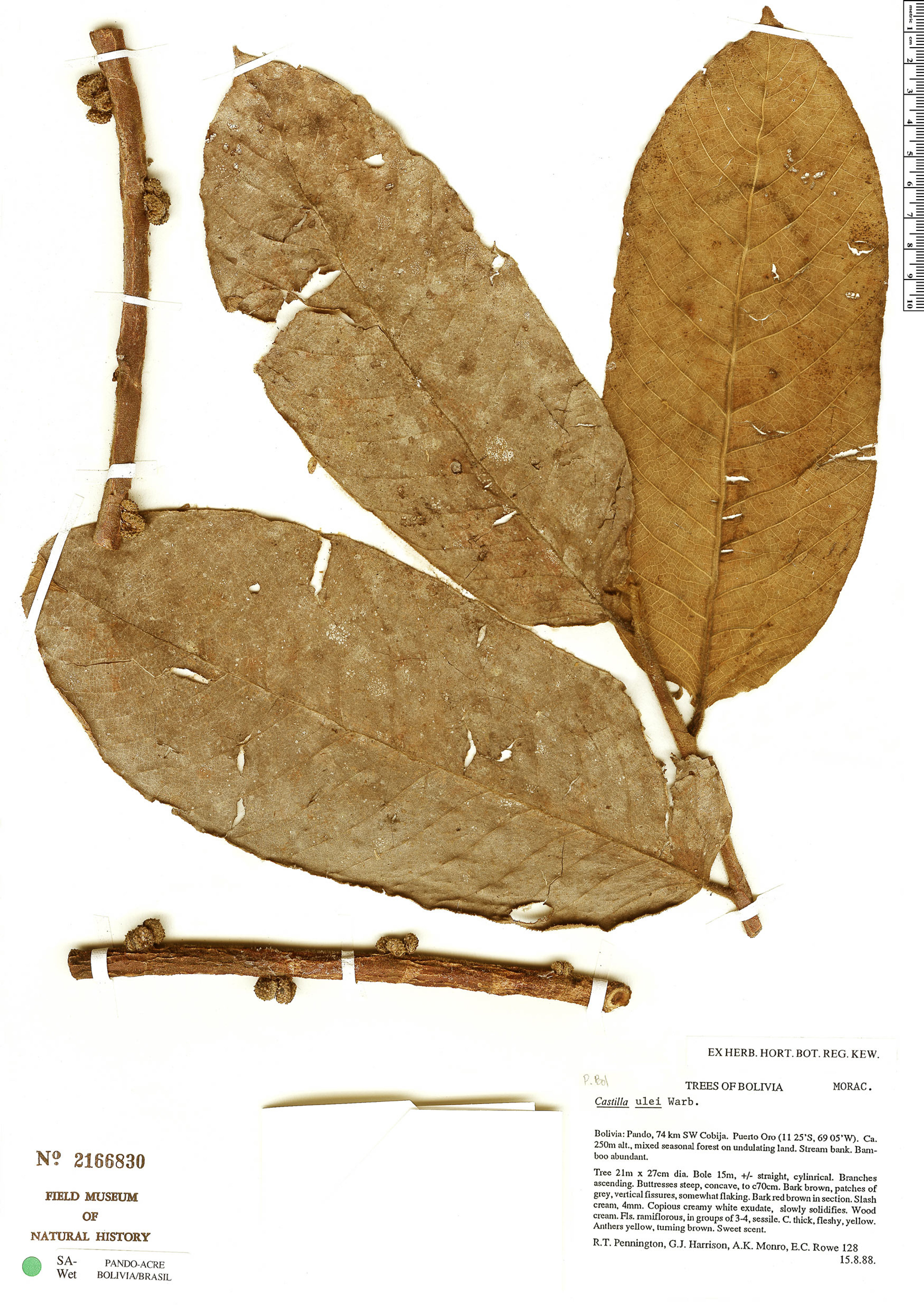 Castilla ulei - 48