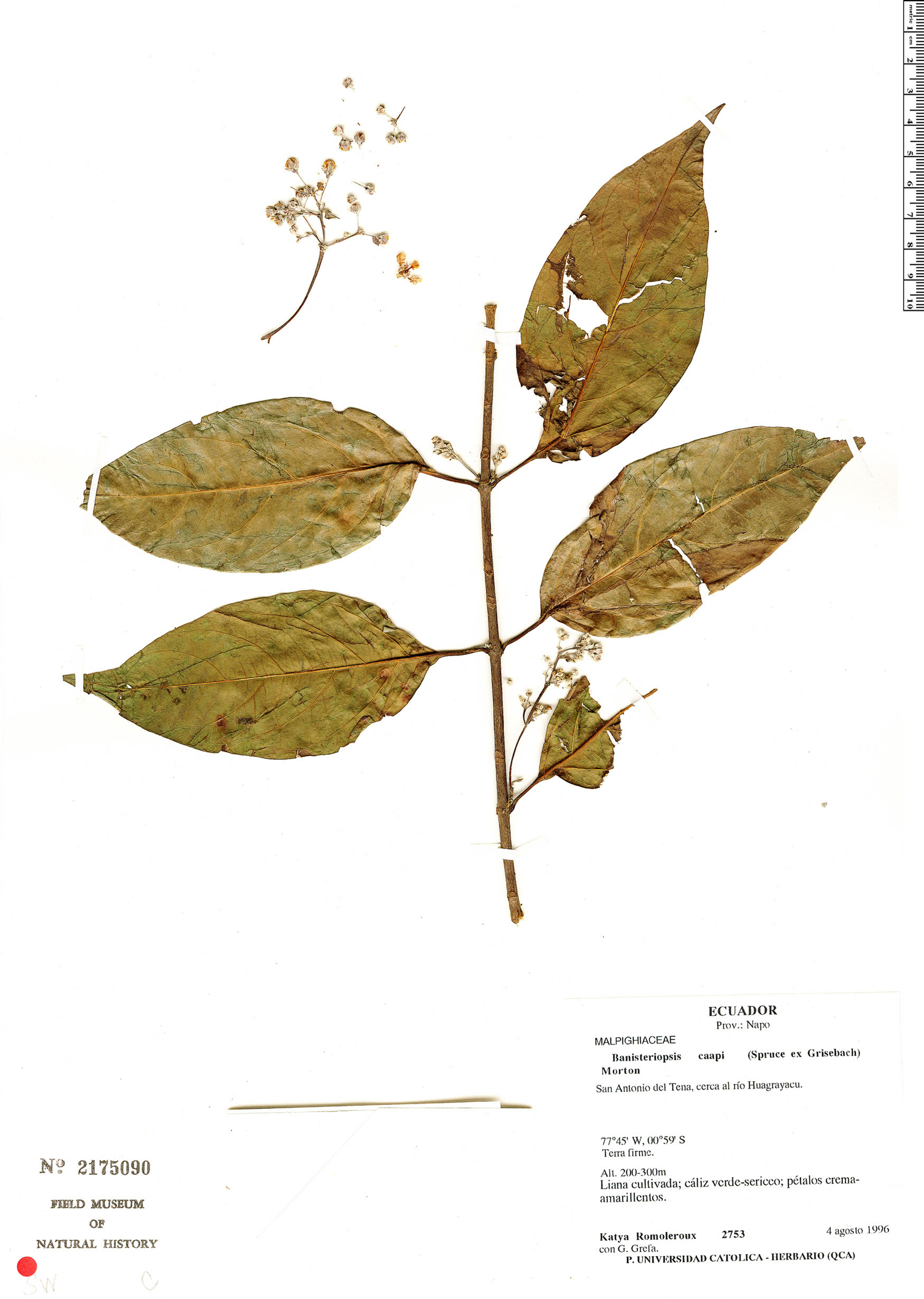 Banisteriopsis caapi - 47
