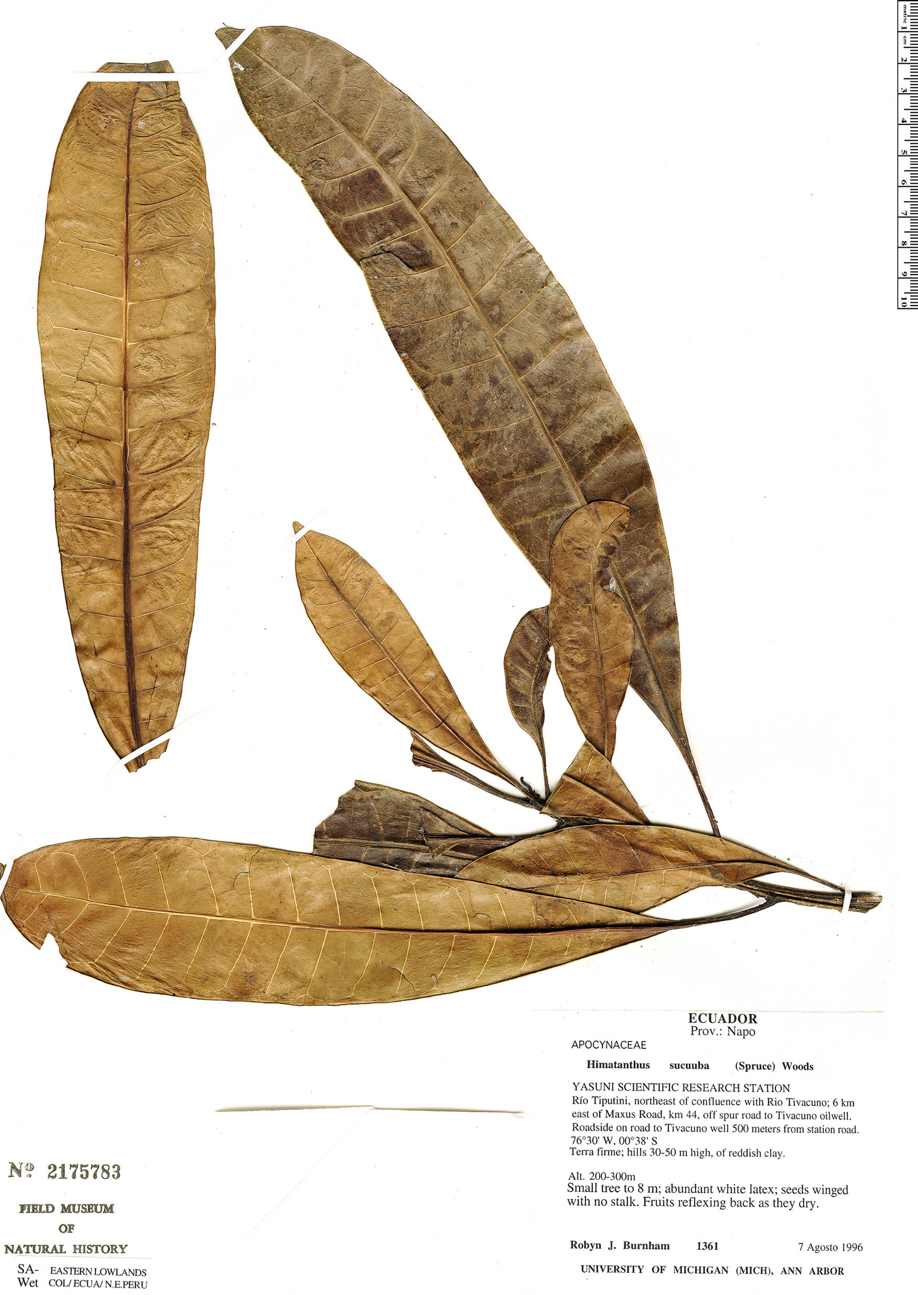 Himatanthus sucuuba - 46