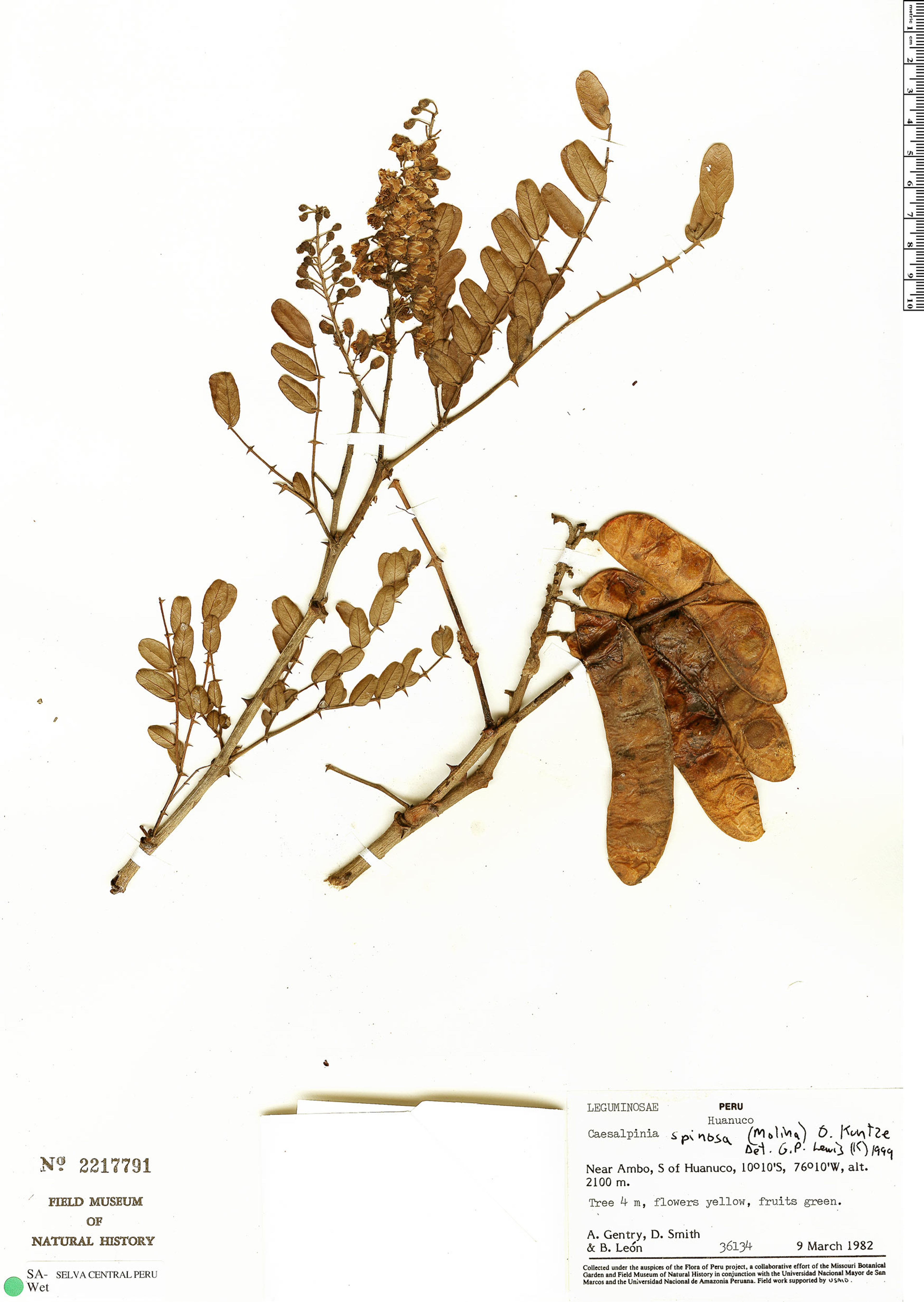 Caesalpinia spinosa - 93