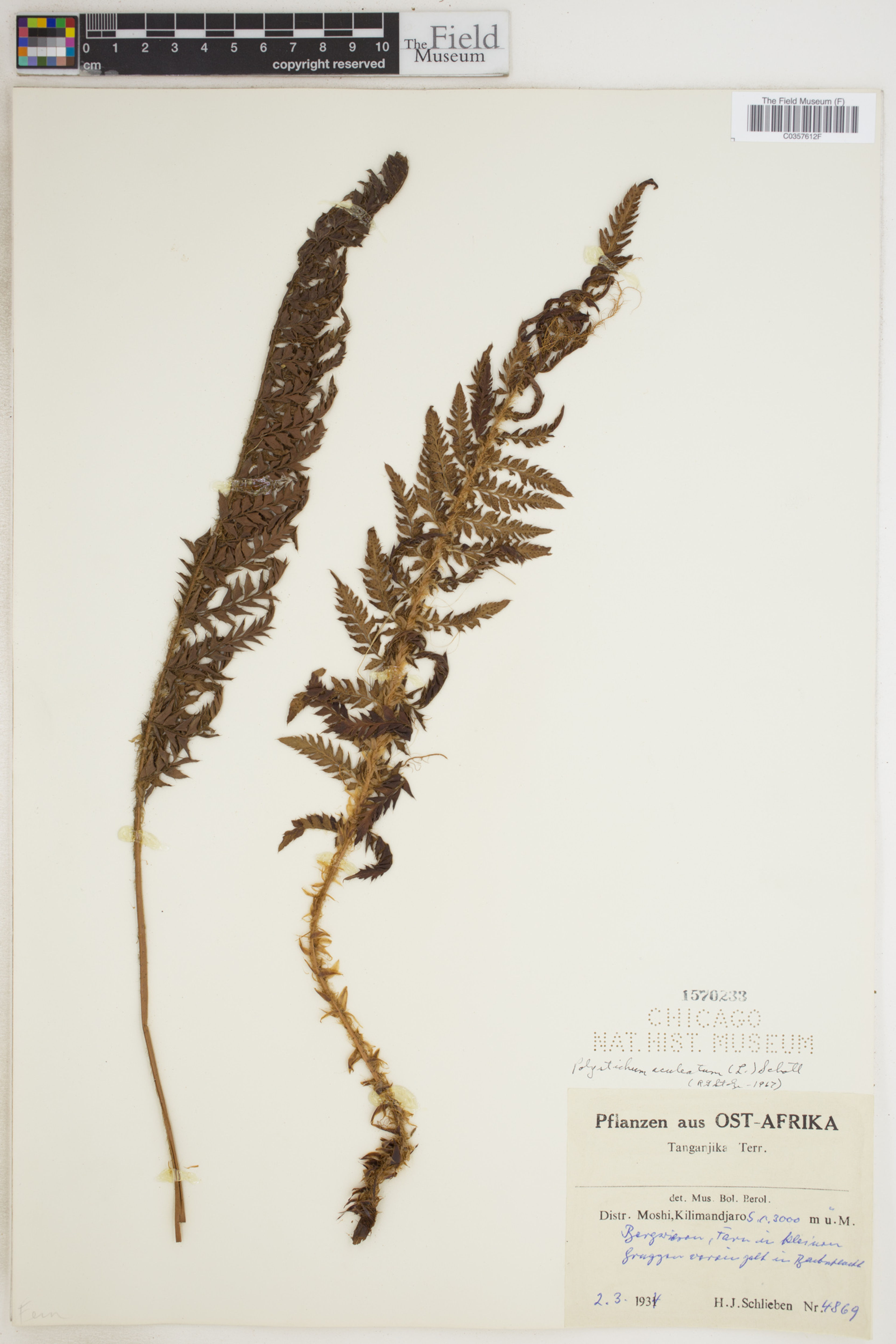 Polystichum aculeatum - 15