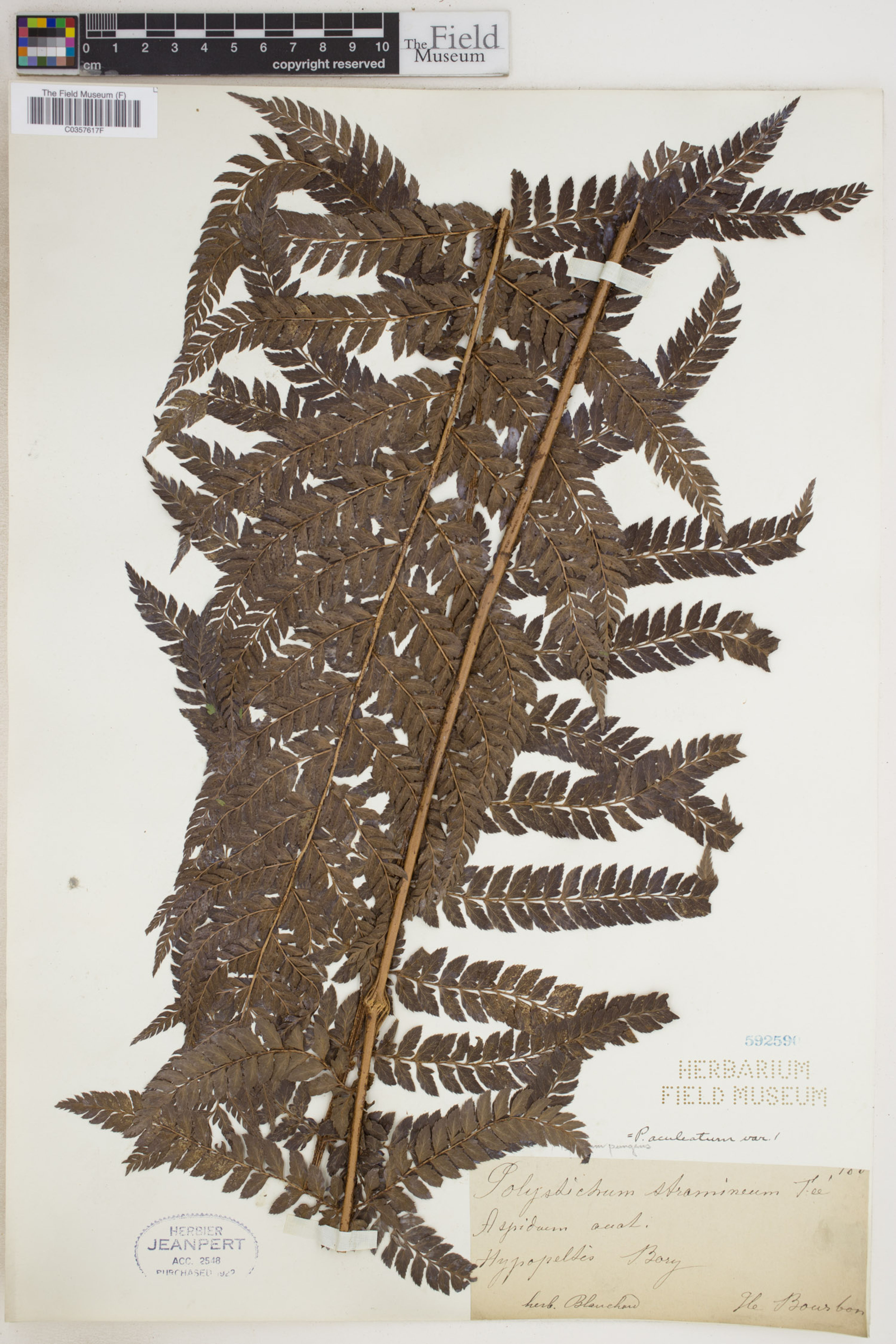 Polystichum aculeatum - 28