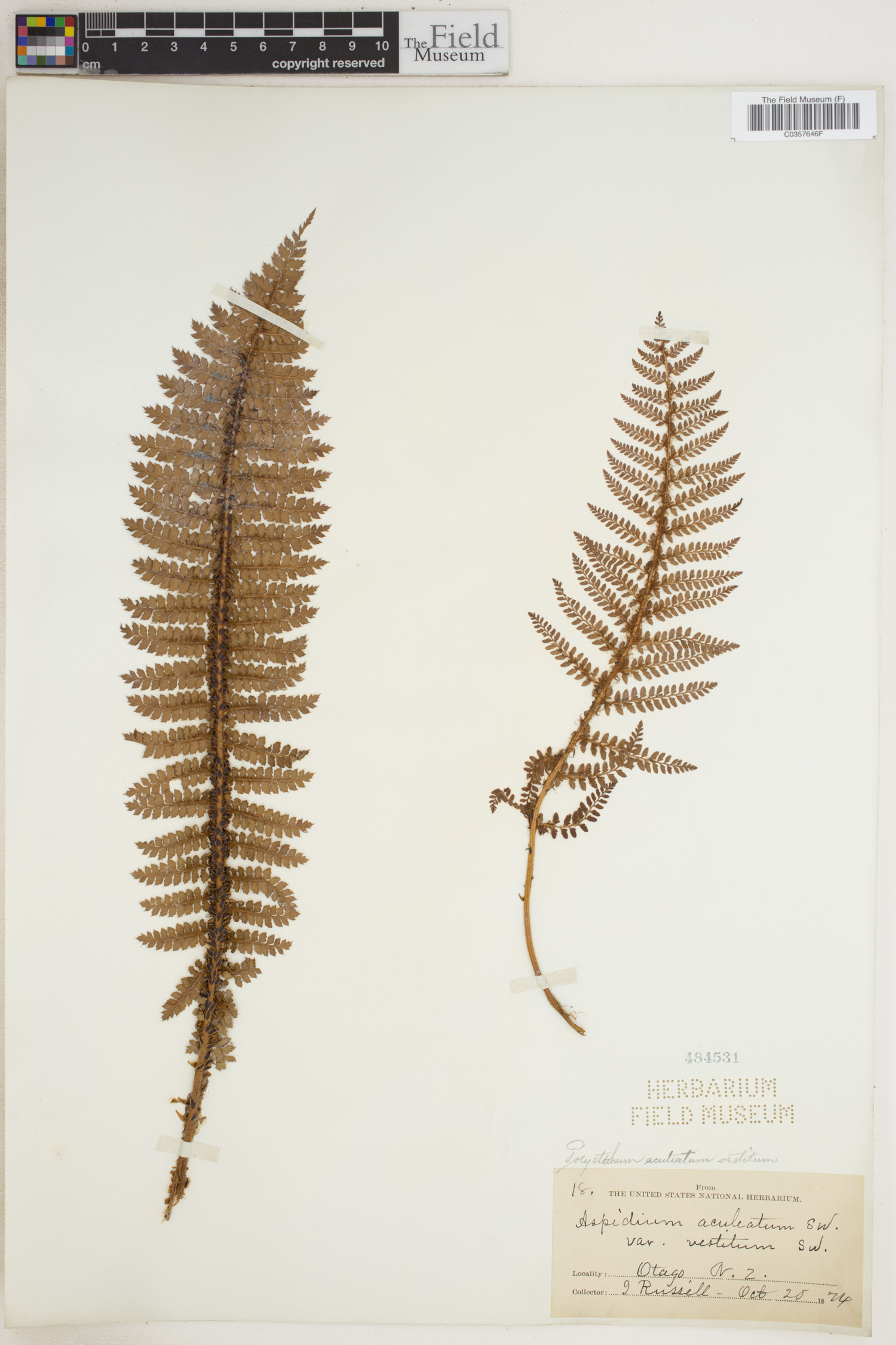 Polystichum aculeatum - 31