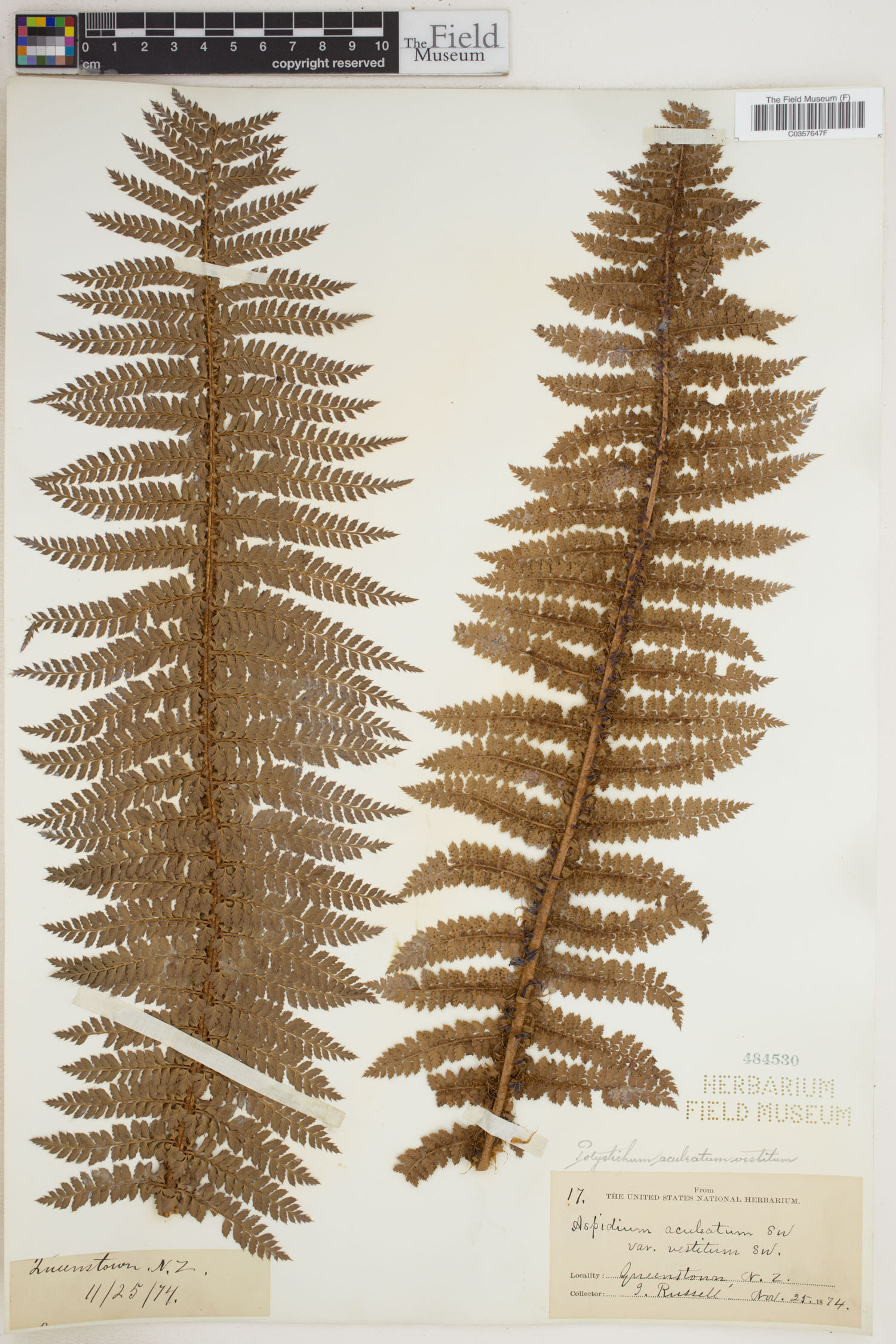 Polystichum aculeatum - 36