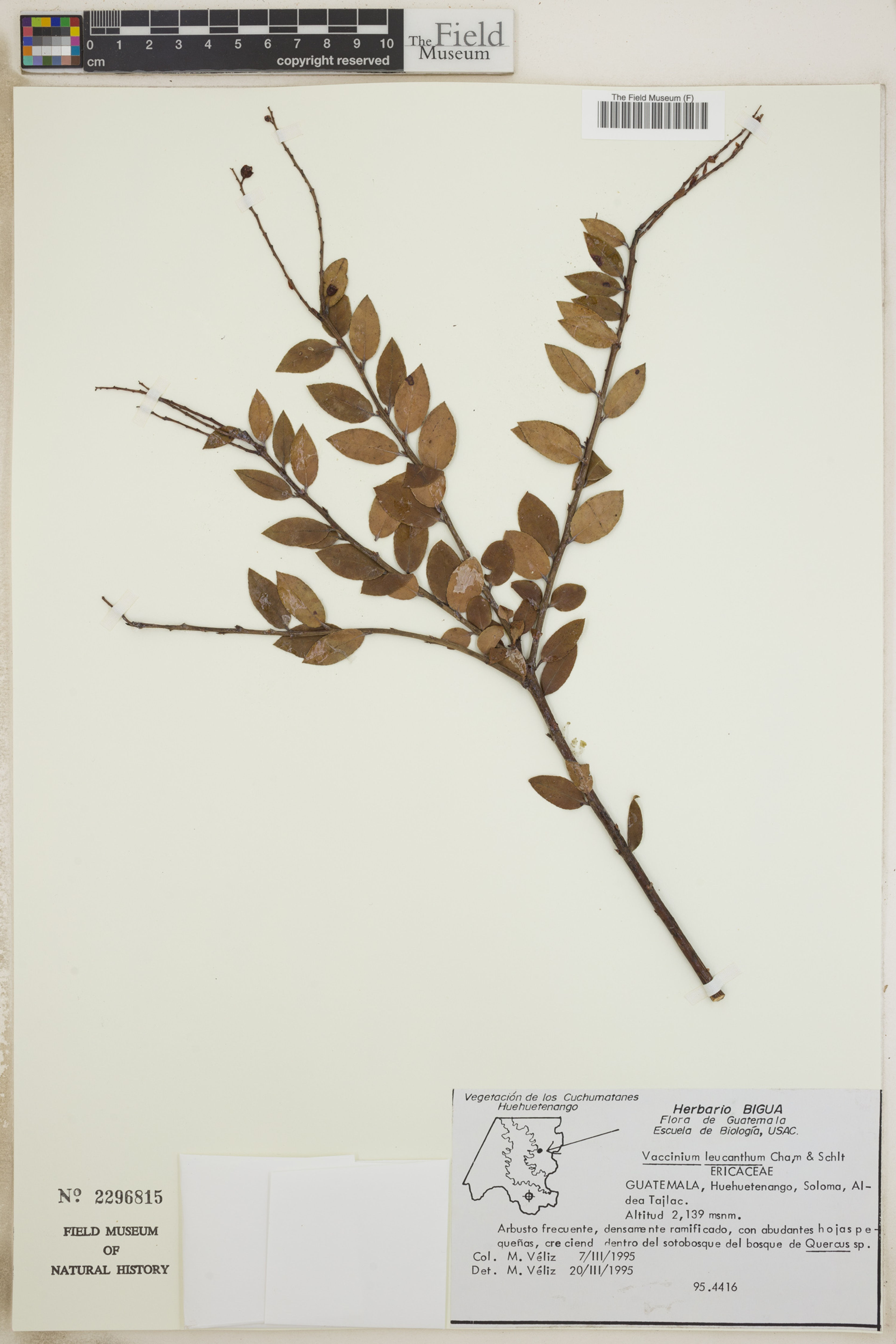 Vaccinium leucanthum - 61
