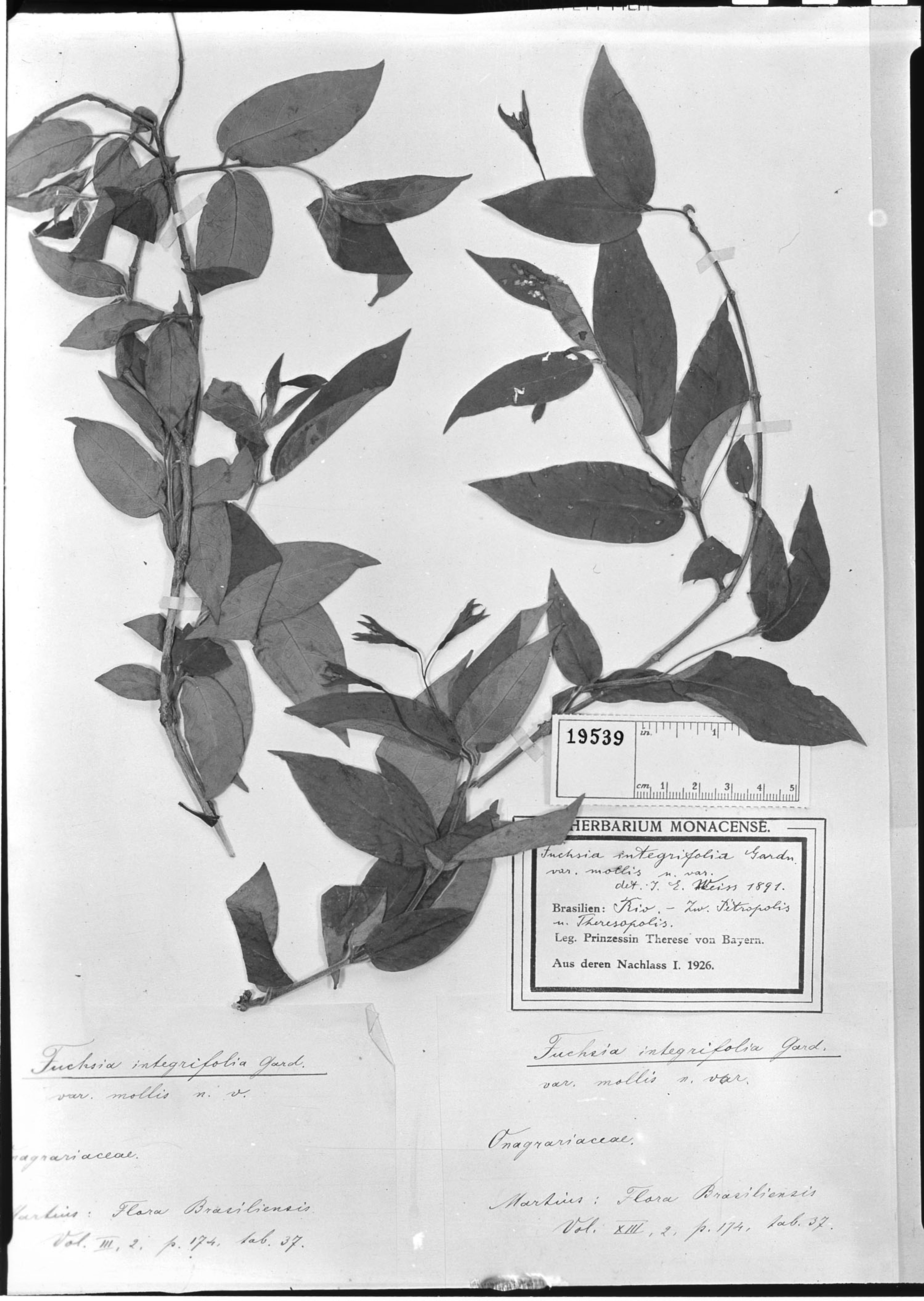 Fuchsia alpestris - 6