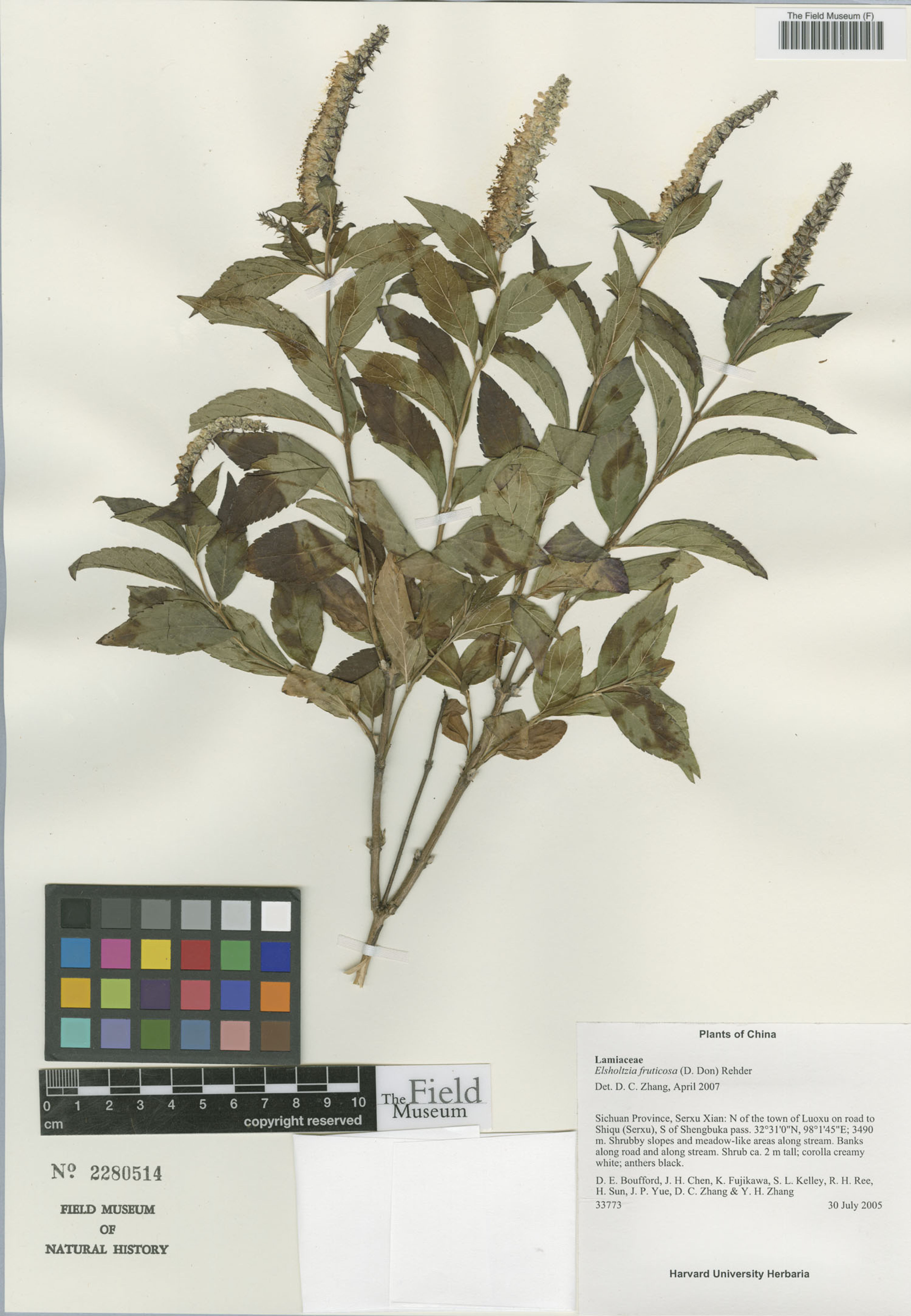 Elsholtzia fruticosa - 70