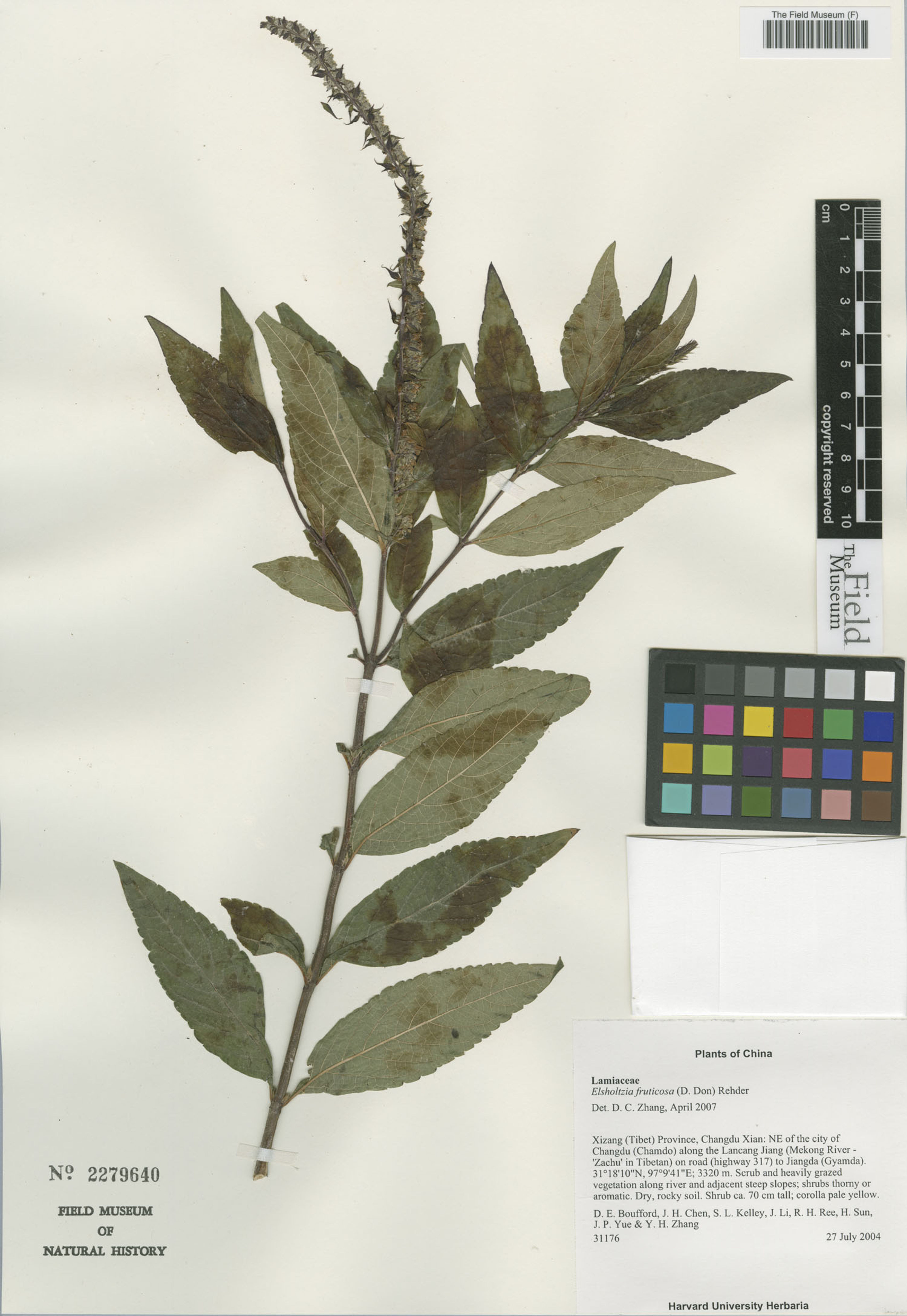 Elsholtzia fruticosa - 3