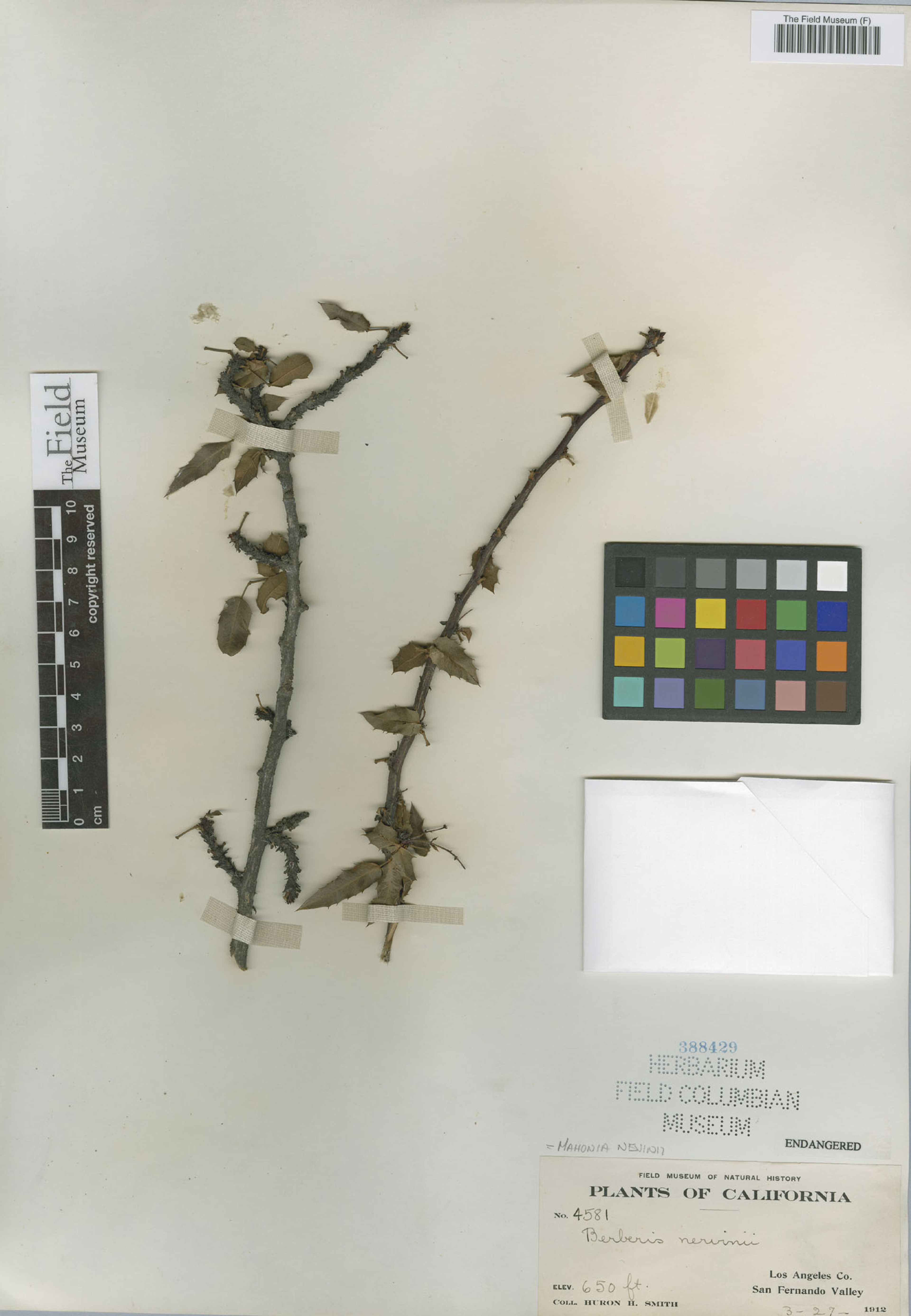 Mahonia nevinii - 18