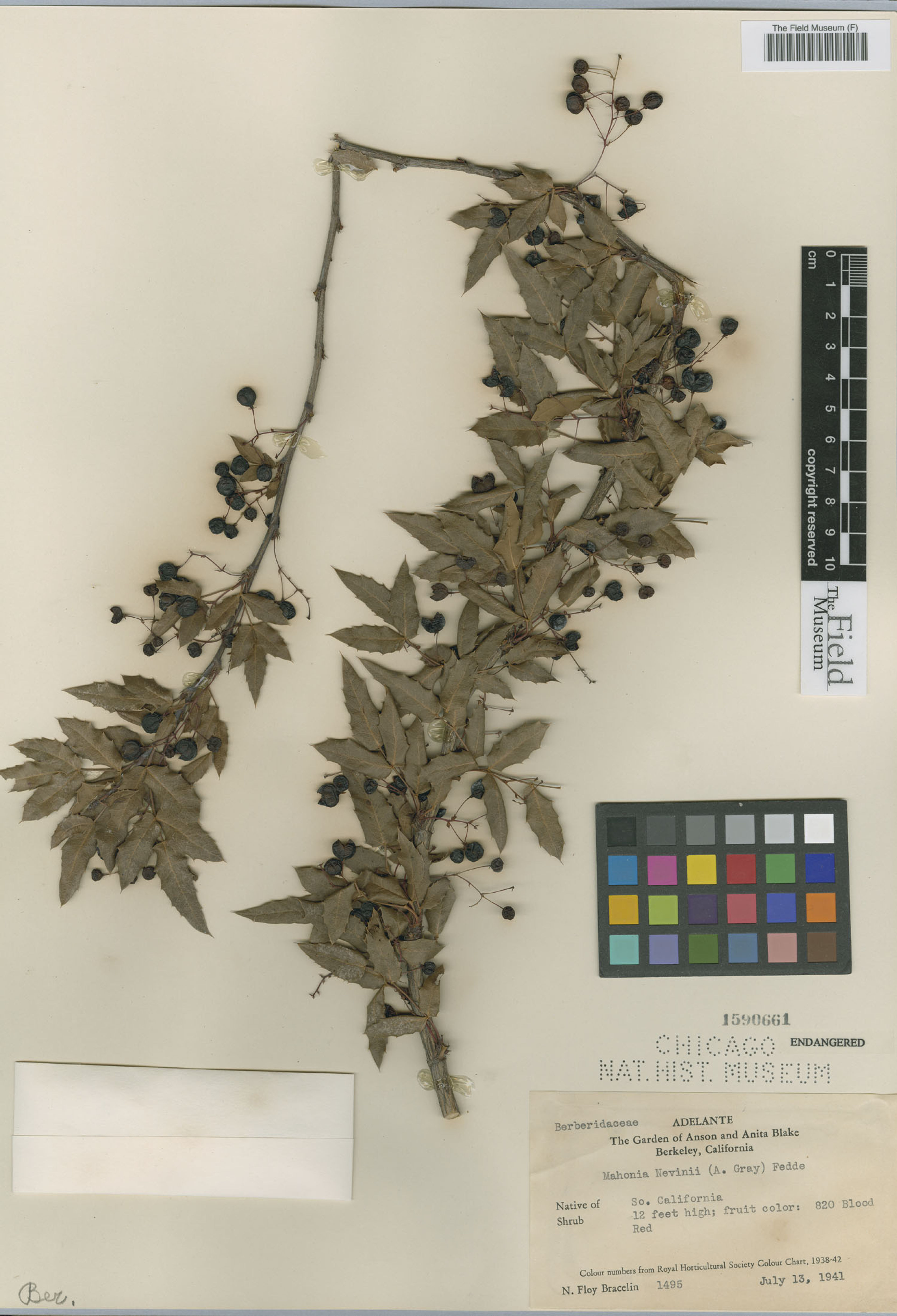 Mahonia nevinii - 25