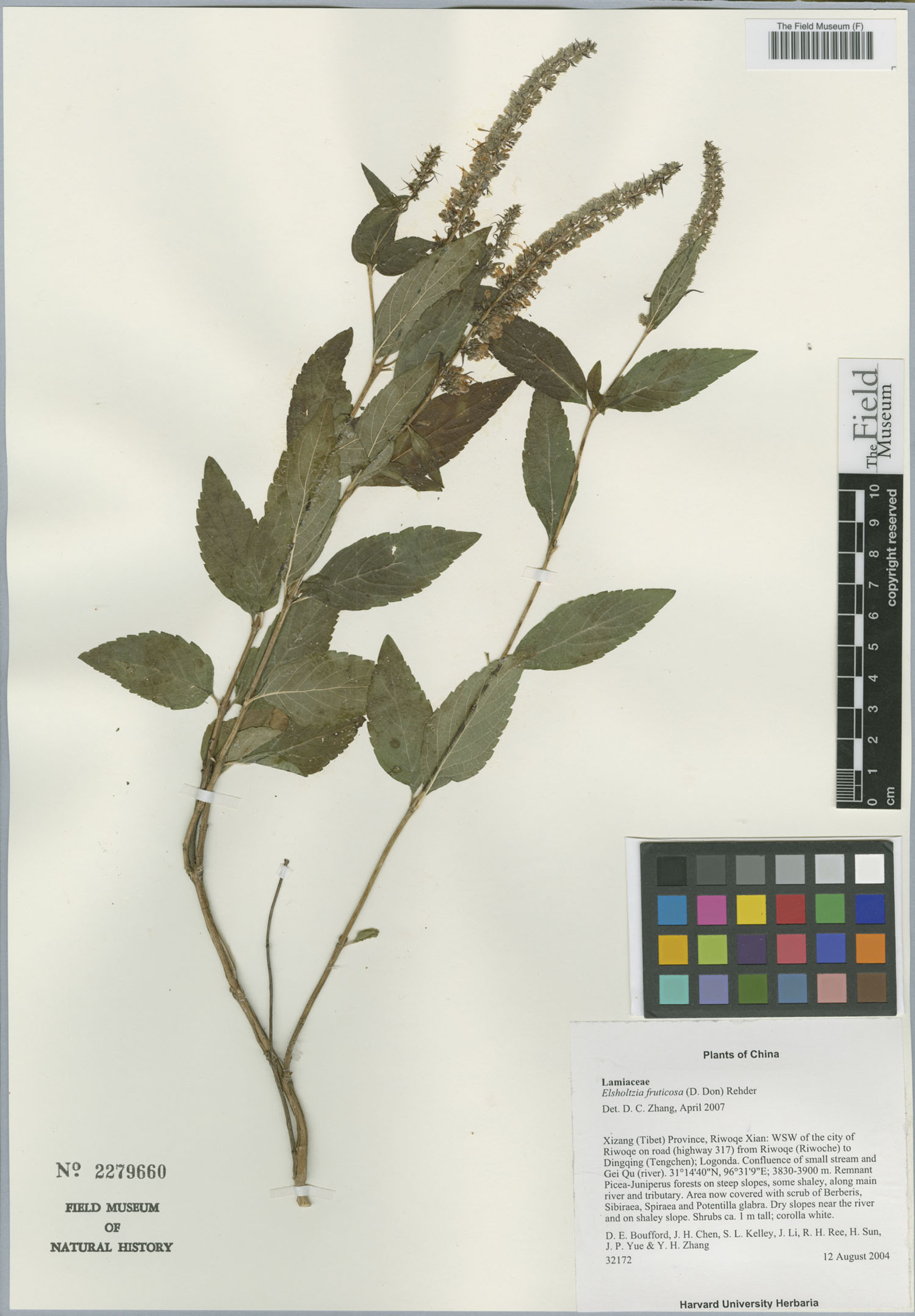 Elsholtzia fruticosa - 13