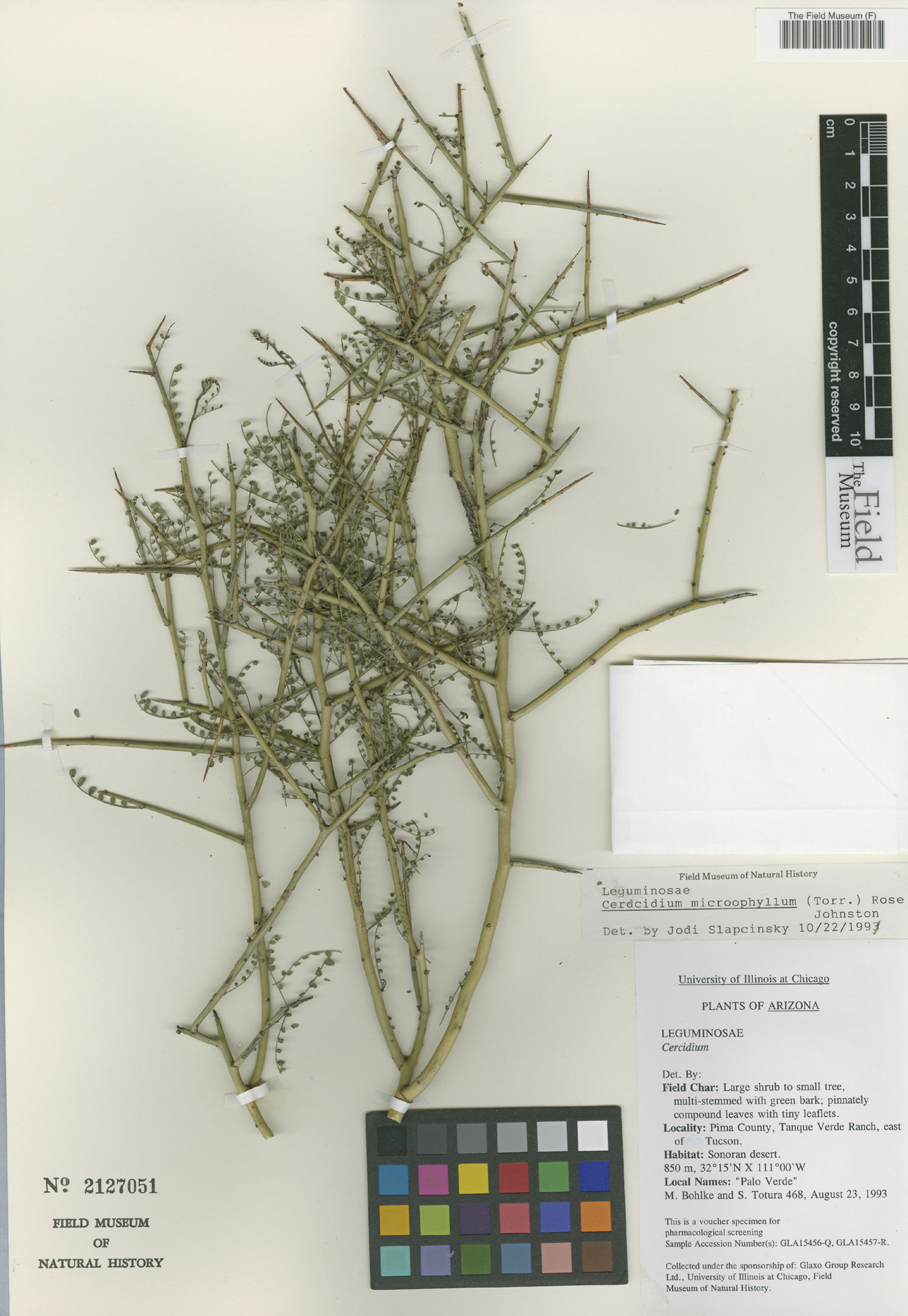 Cercidium microphyllum - 18