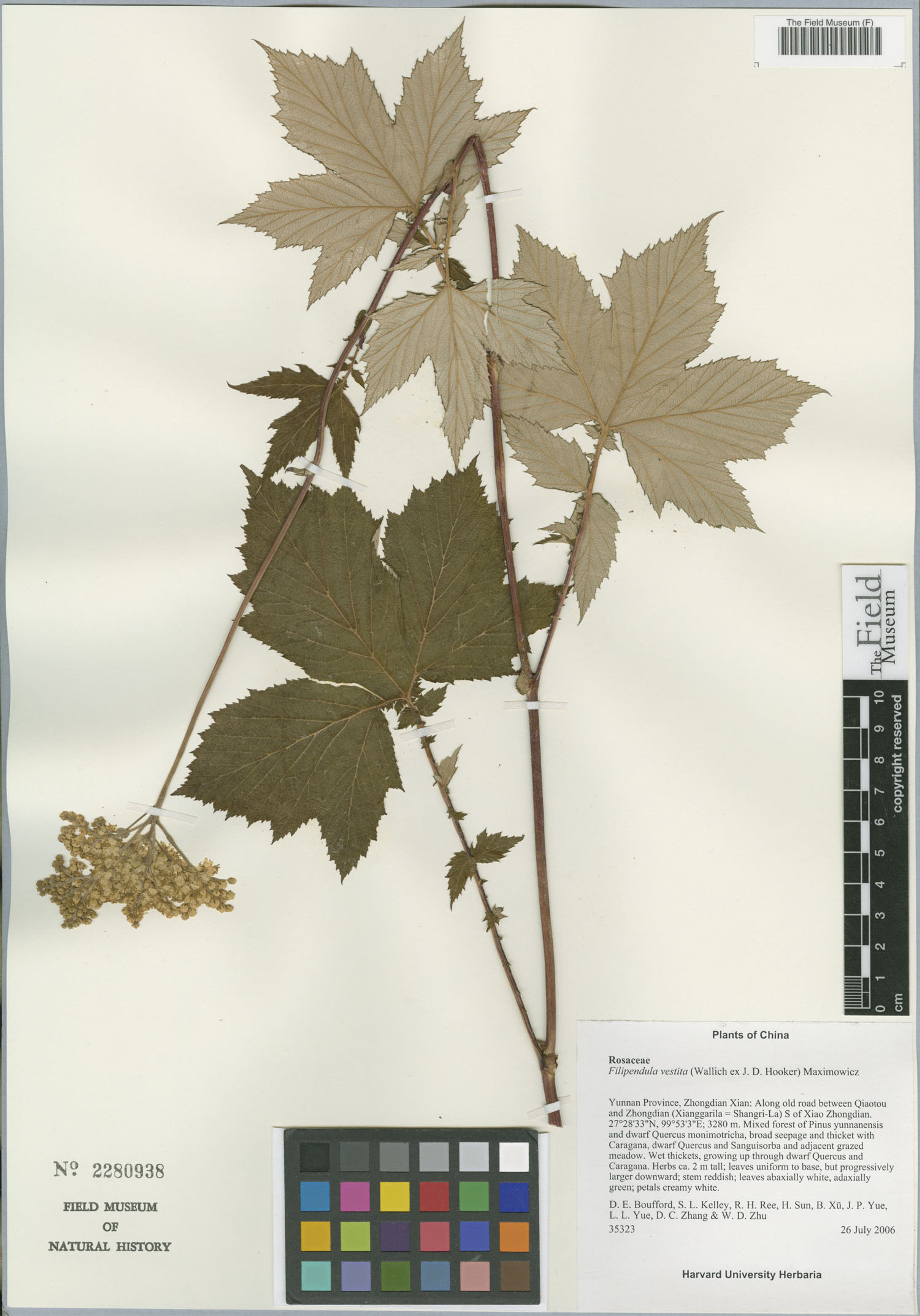 Filipendula vestita - 61