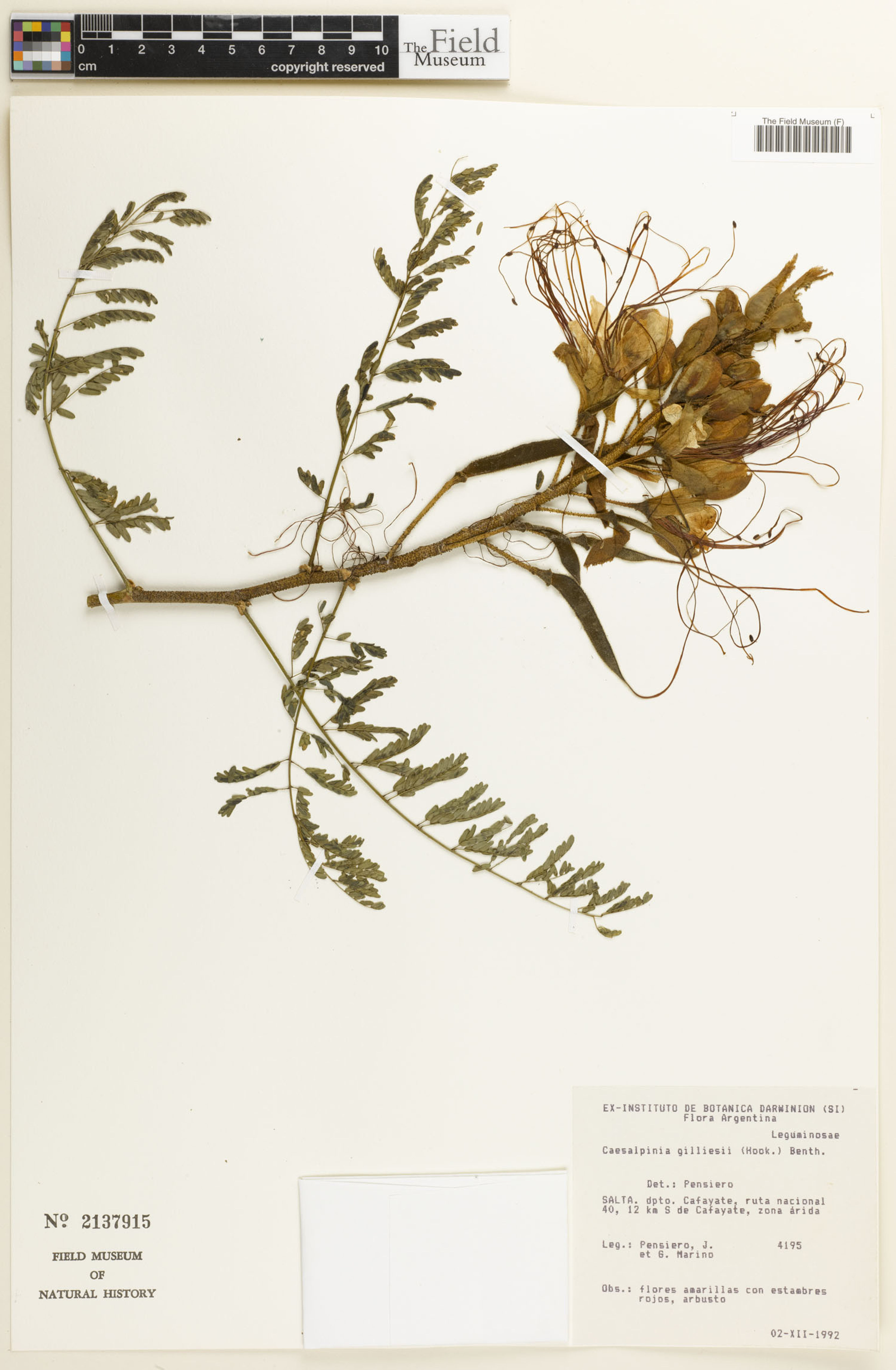 Caesalpinia gilliesii - 26