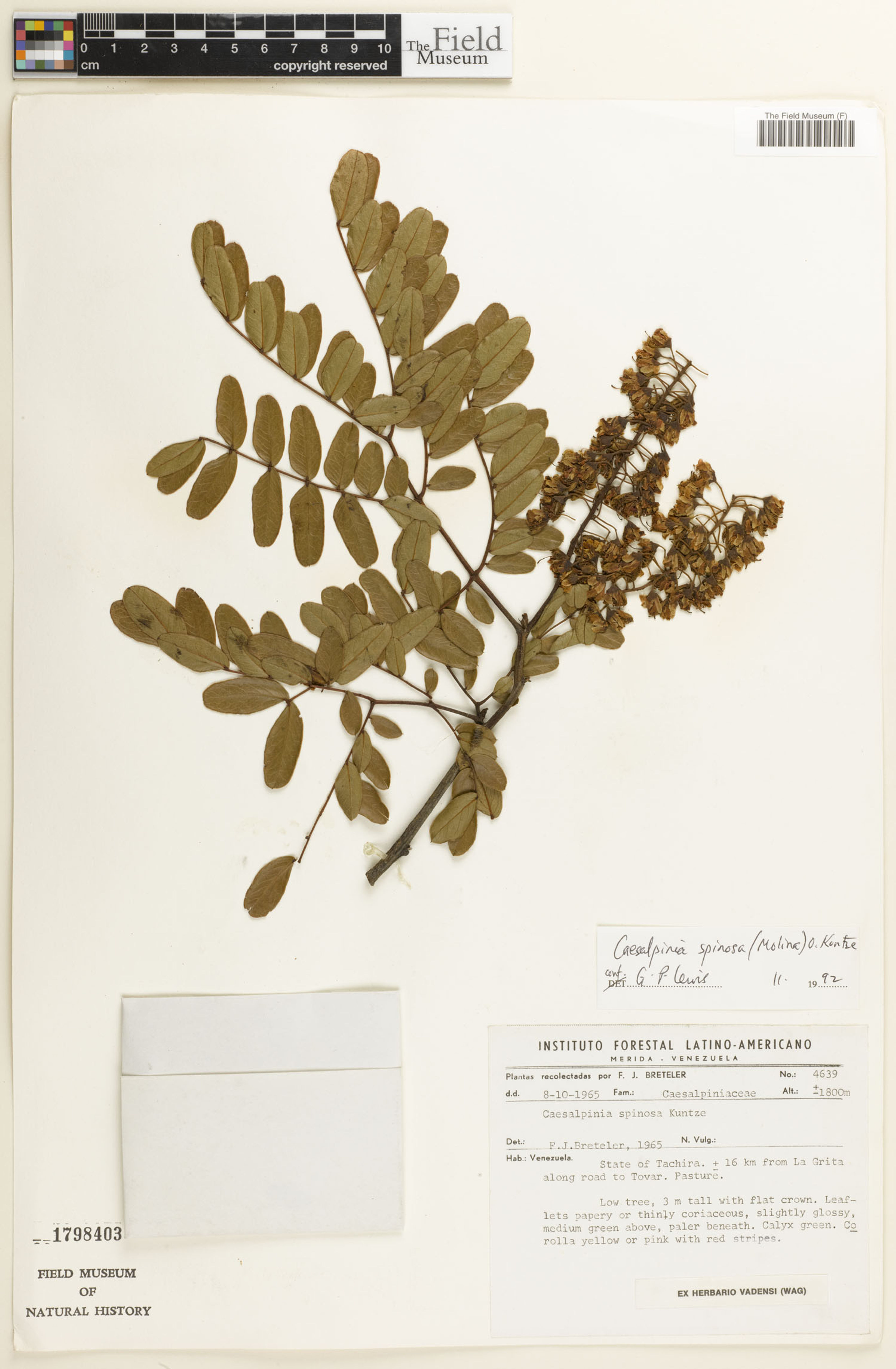 Caesalpinia spinosa - 54