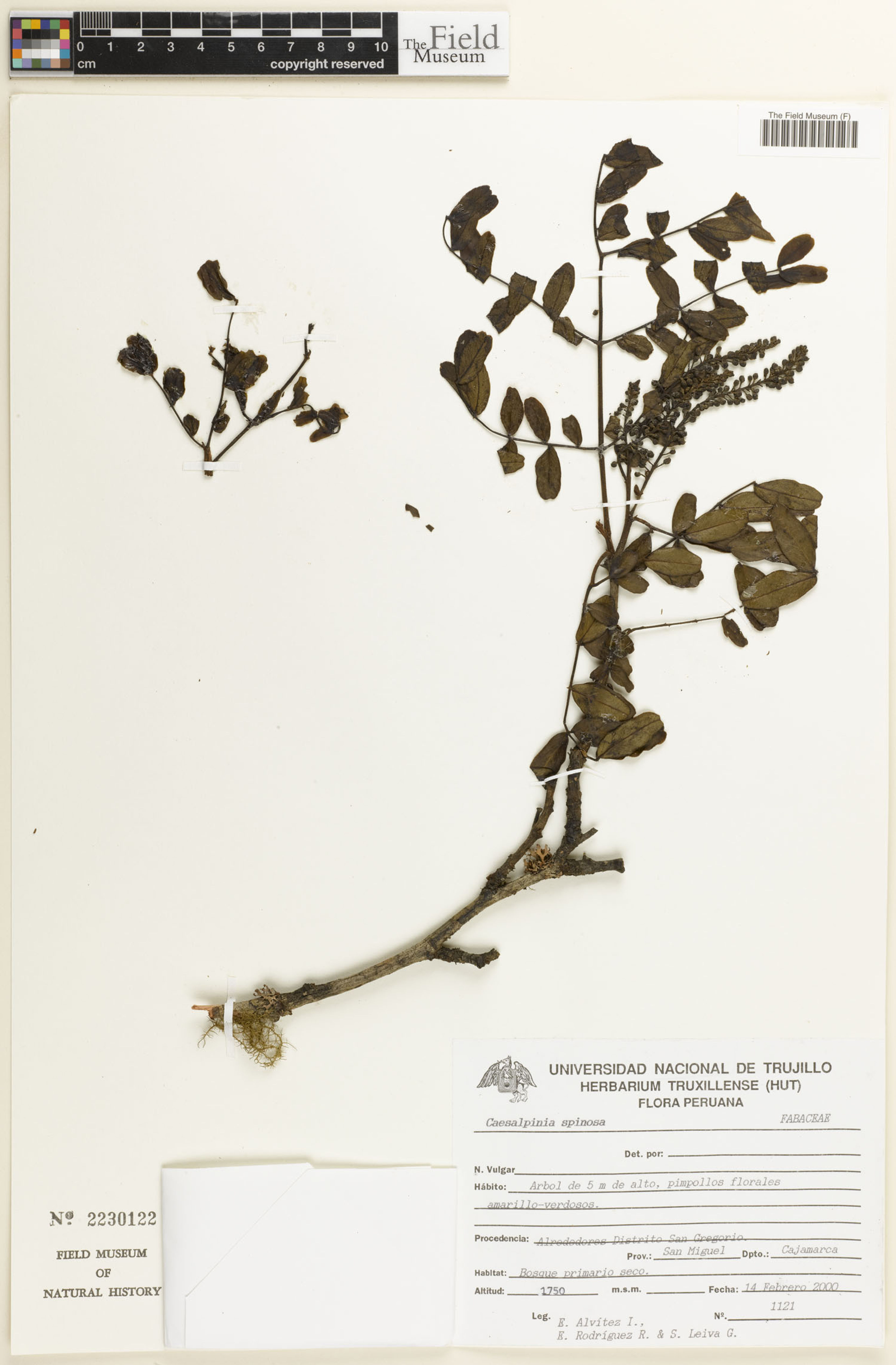 Caesalpinia spinosa - 76